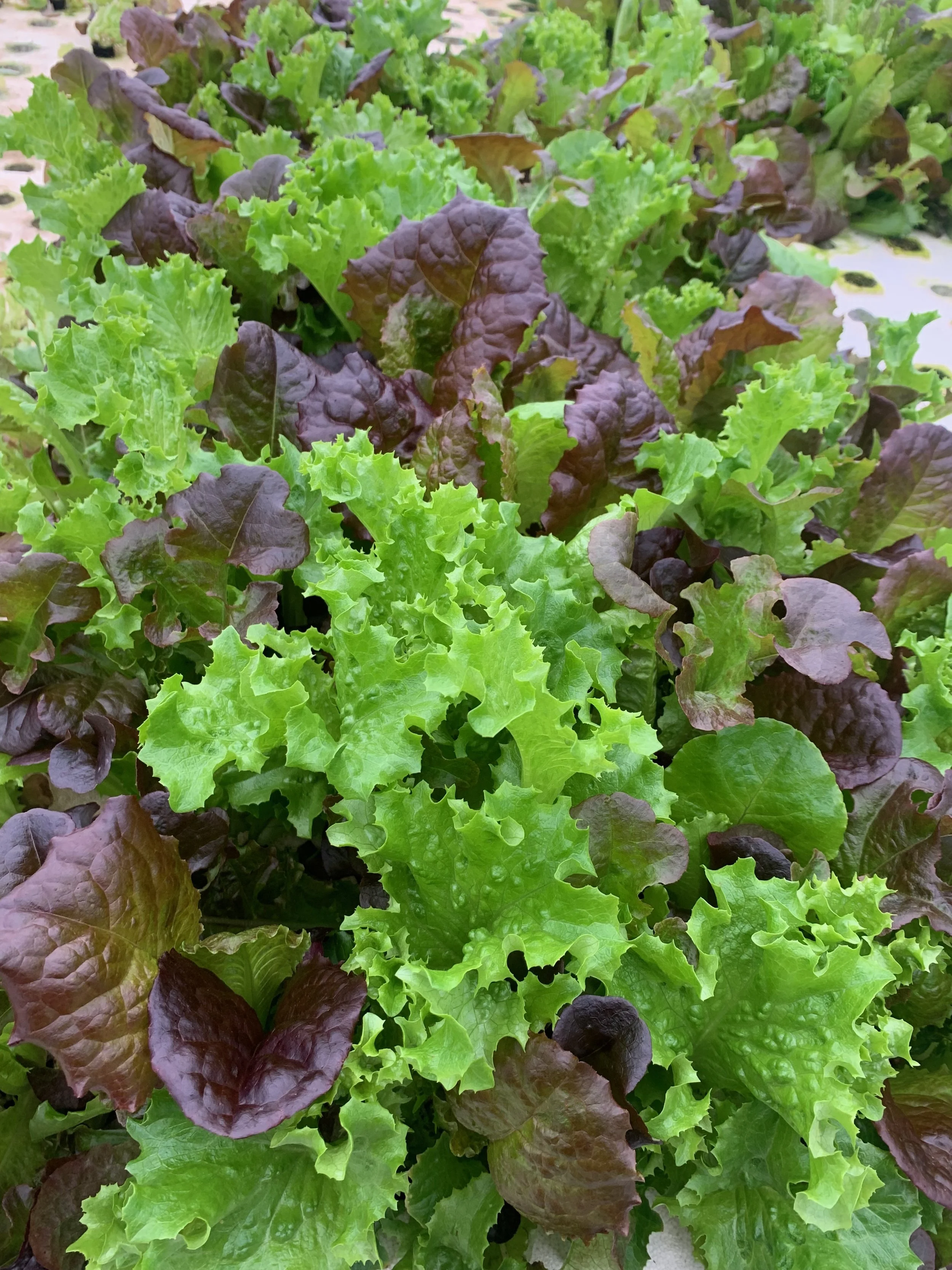 FarmWild Signature Salad Mix