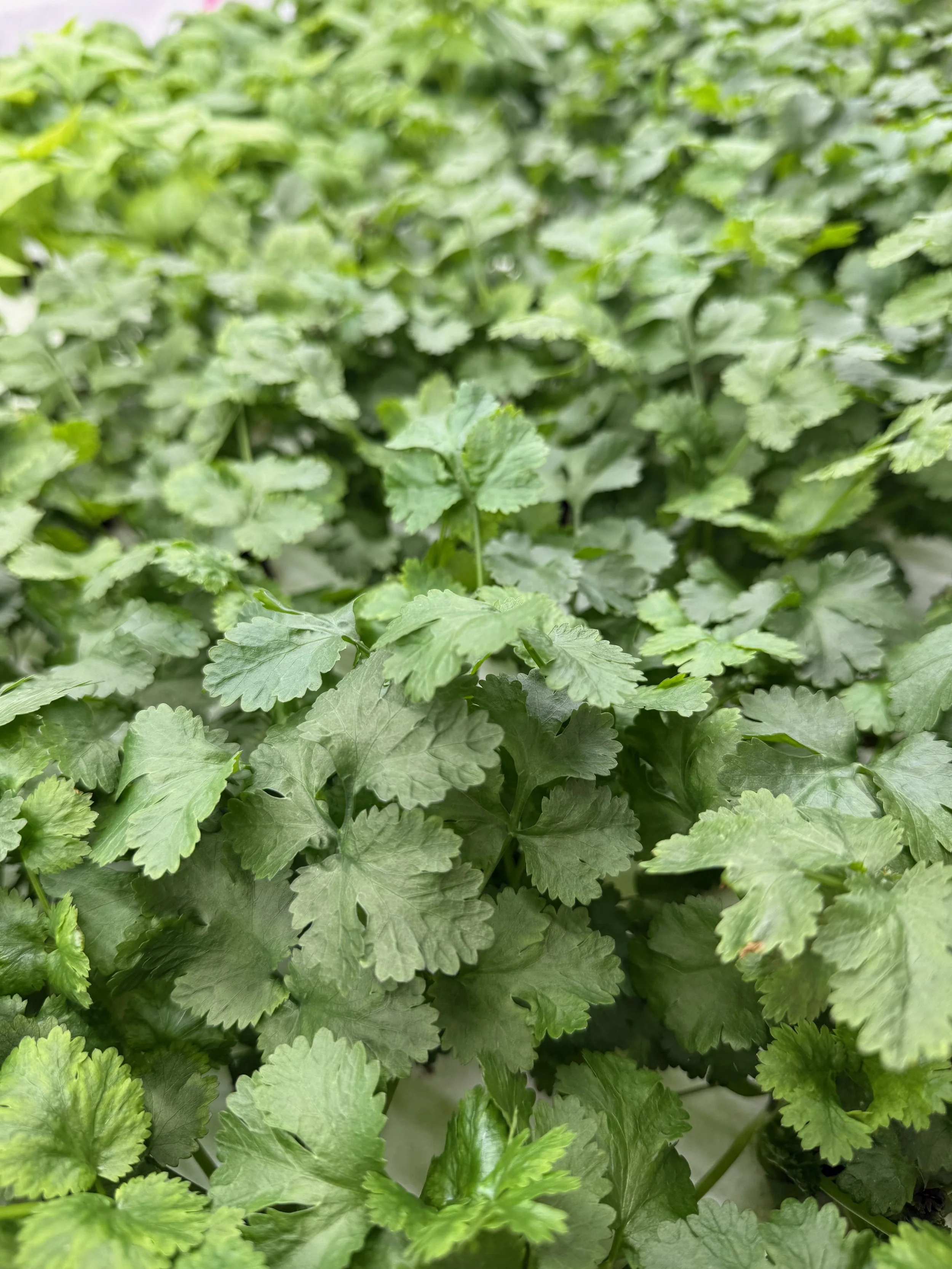 moer cilantro.jpeg