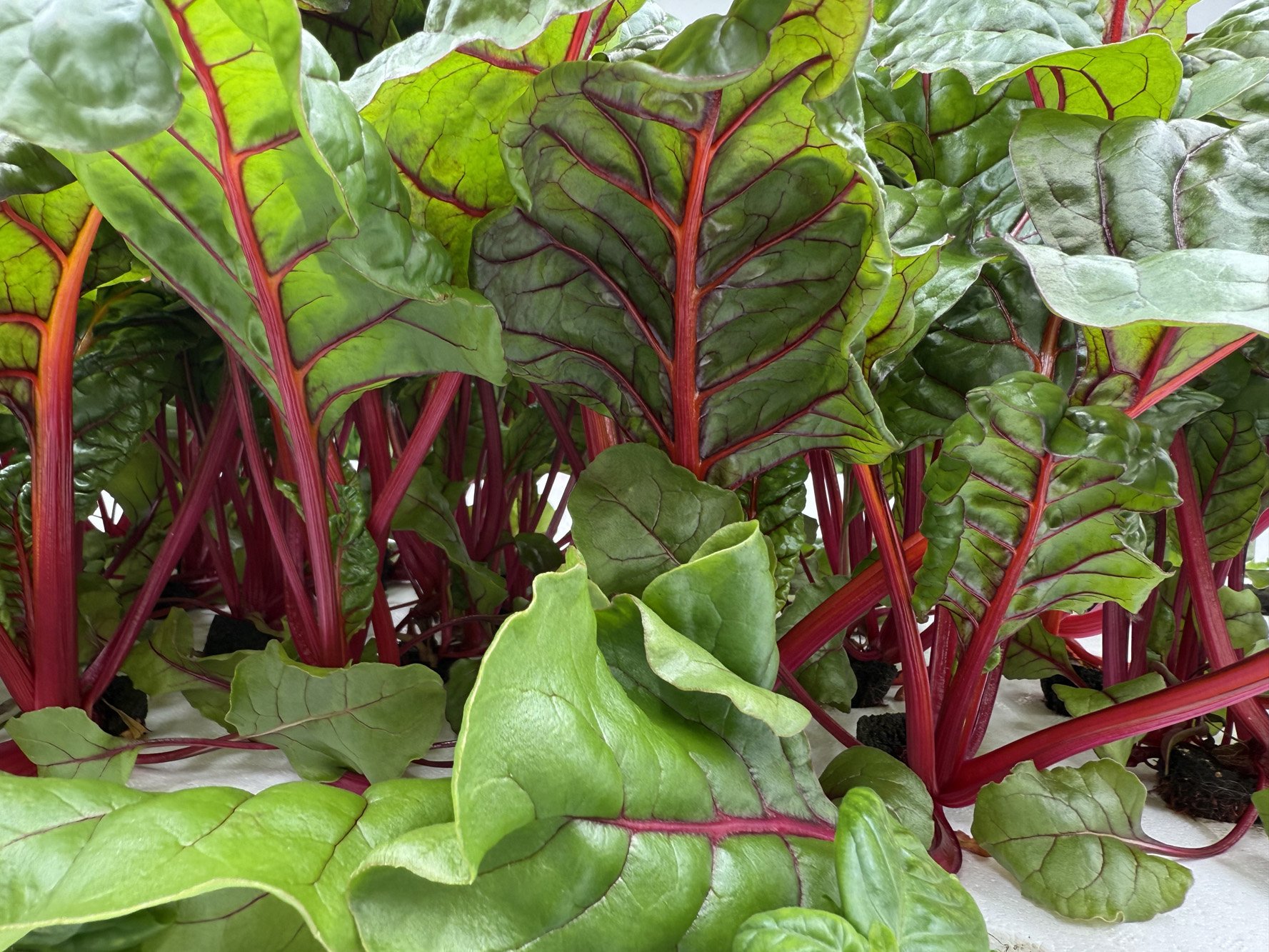 beautiful chard.jpeg