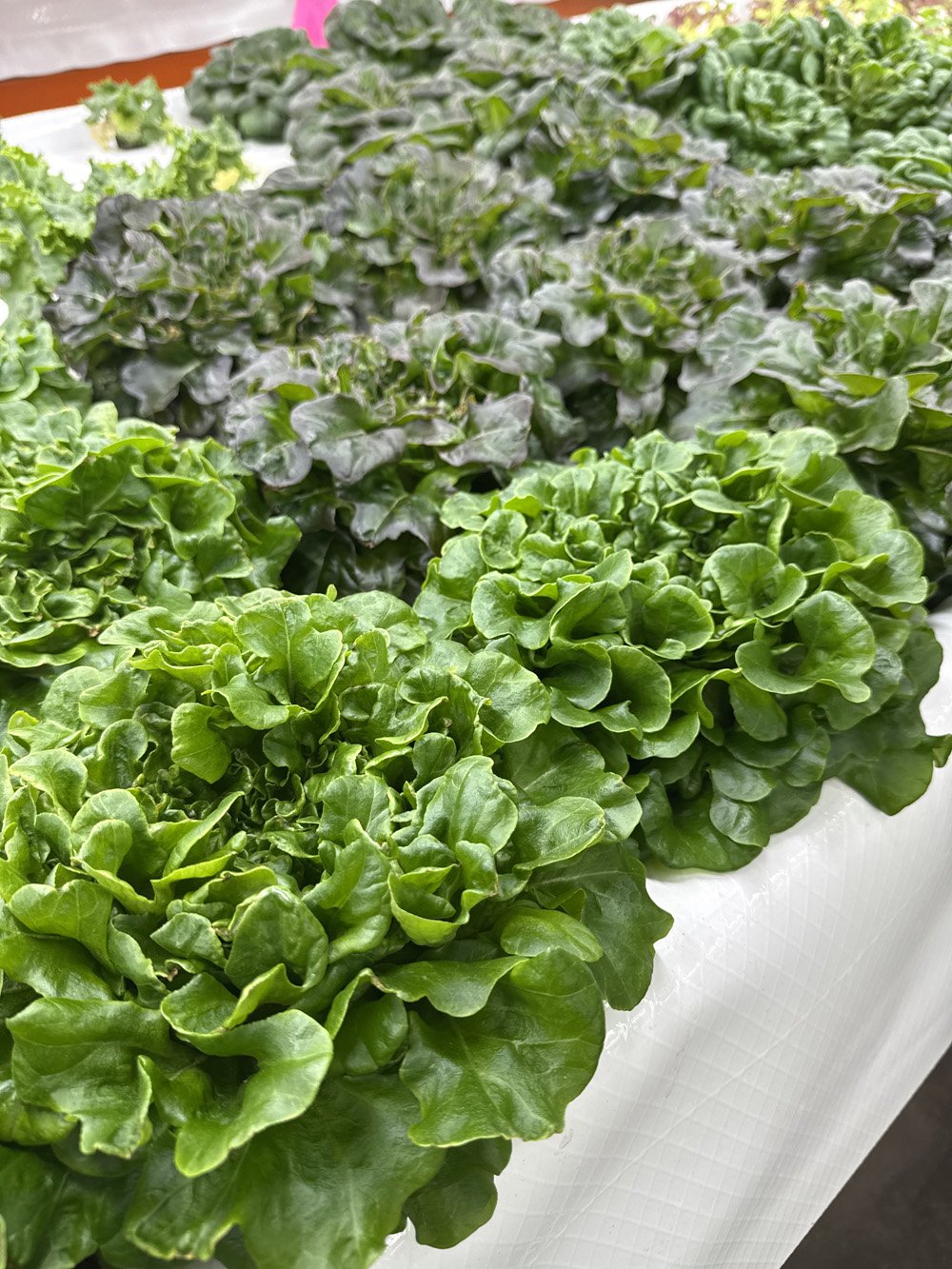 Fancy green oakleaf and red oakleaf.jpeg