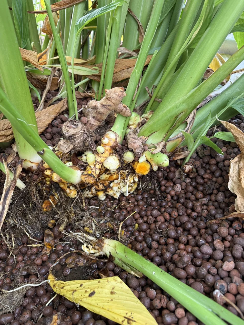 turmeric growing.jpeg