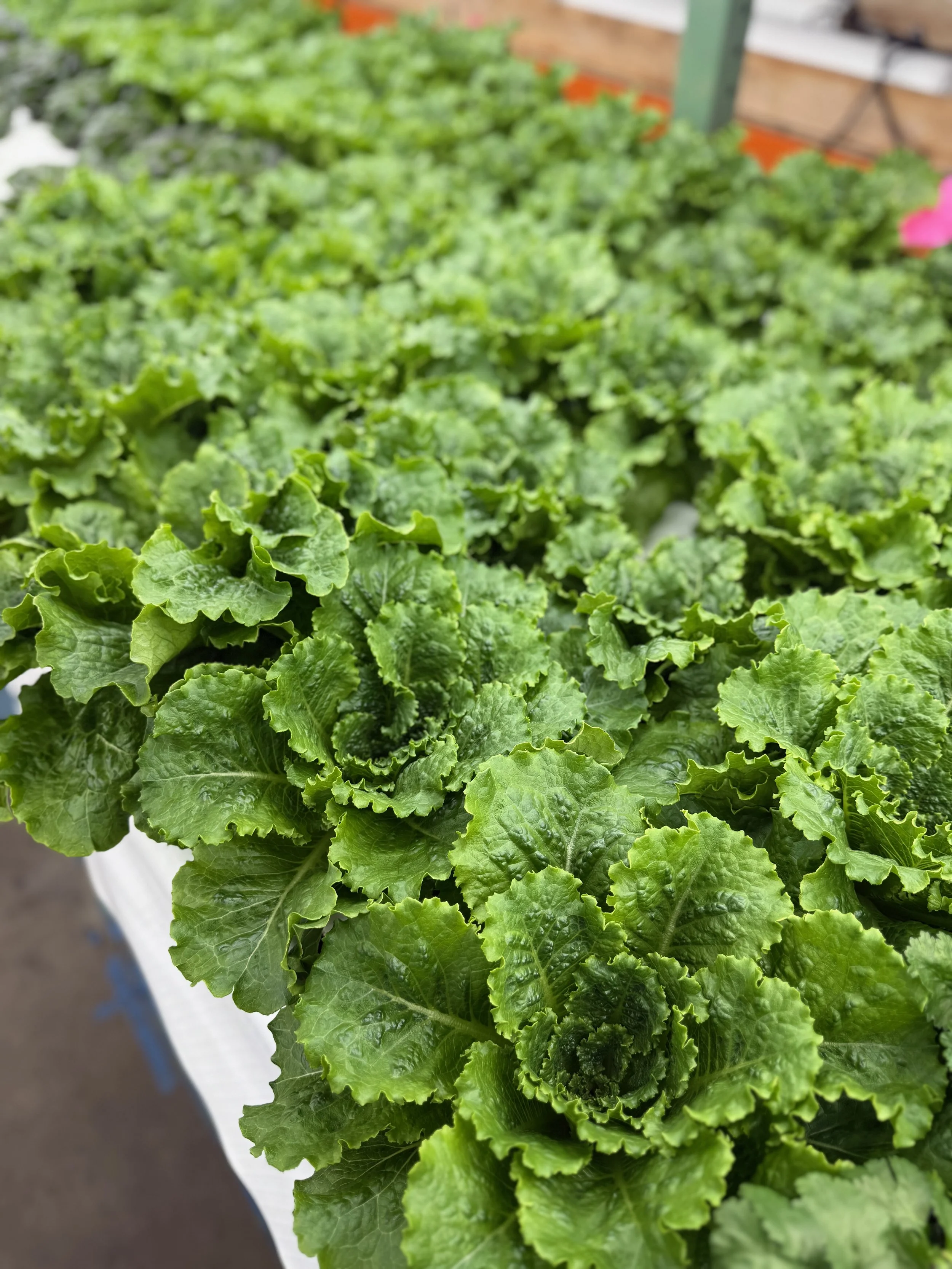 Greenleaf Lettuce