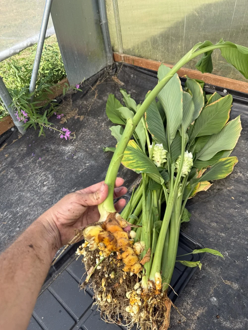 turmeric harvested.jpeg