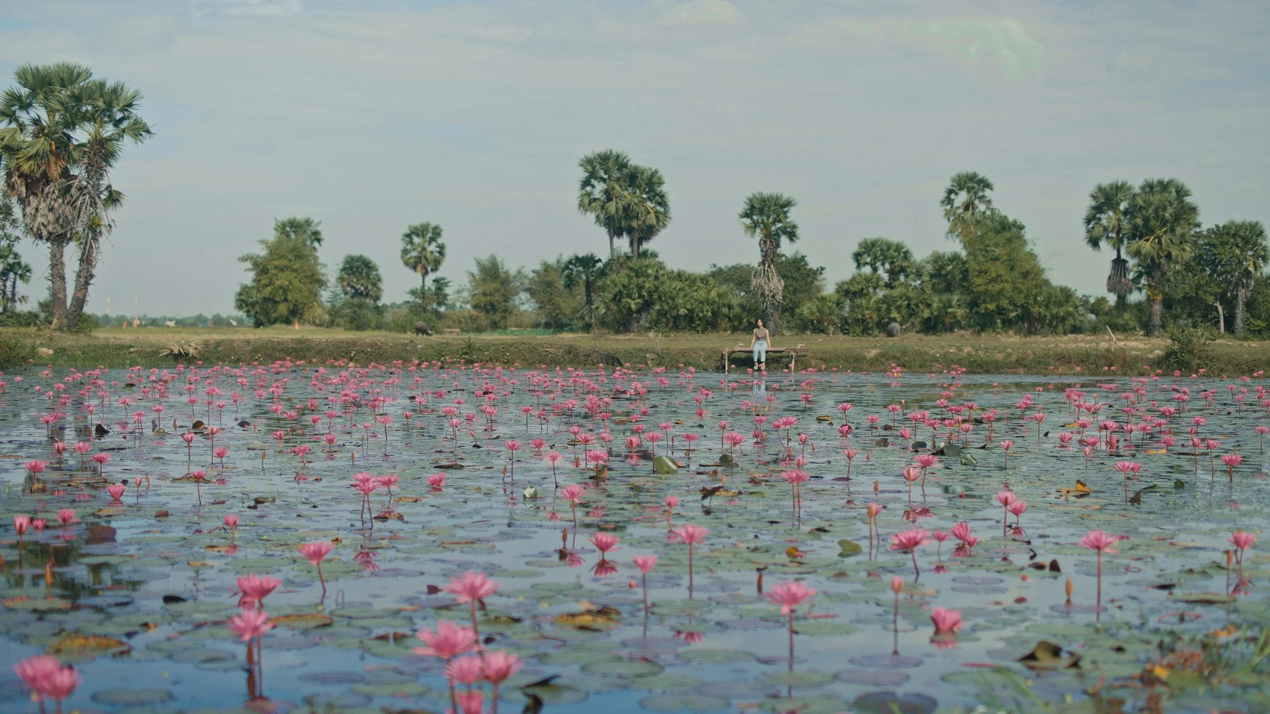 A person standing in a pond covered with numerous pink water lilies, surrounded by palm trees and greenery under a cloudy sky.