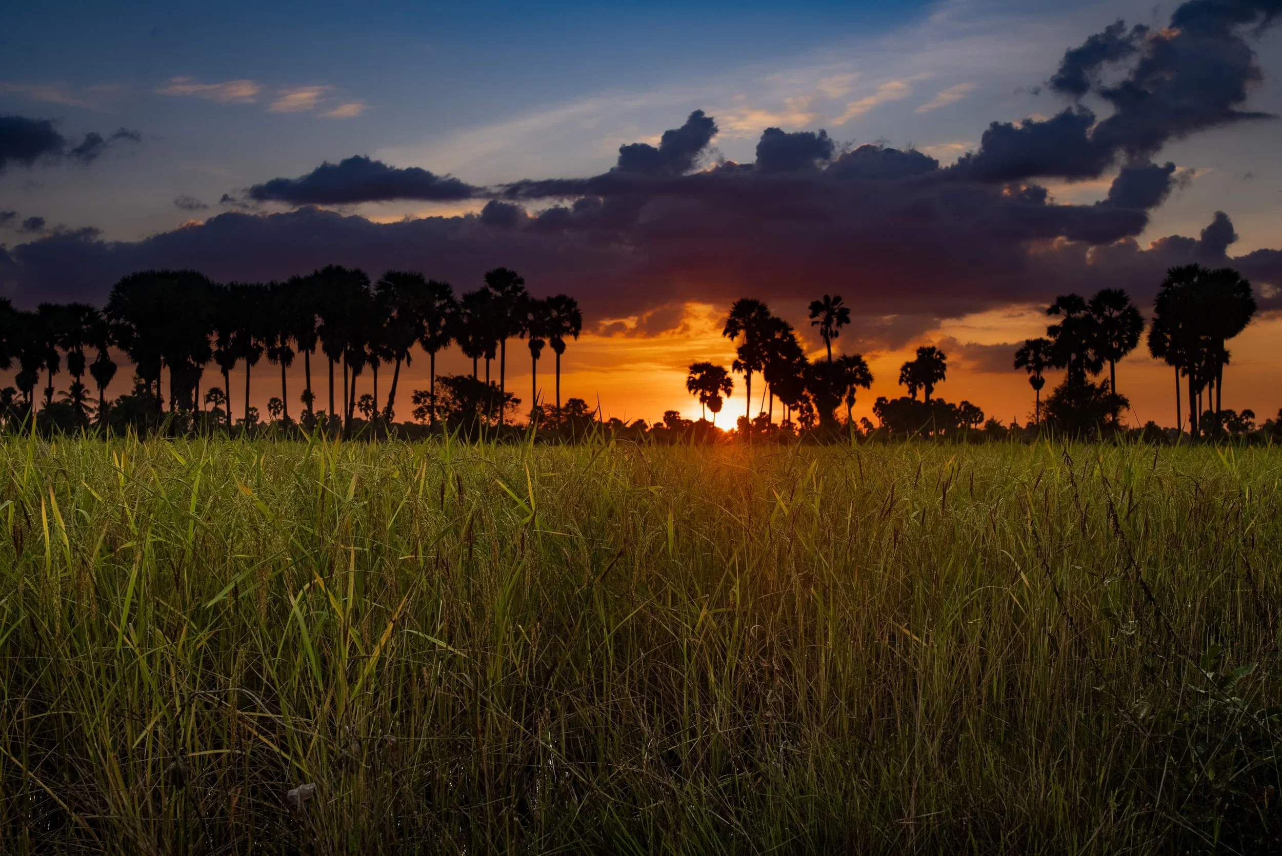 Sunset over a field of tall grass with silhouetted palm trees and a partly cloudy sky.