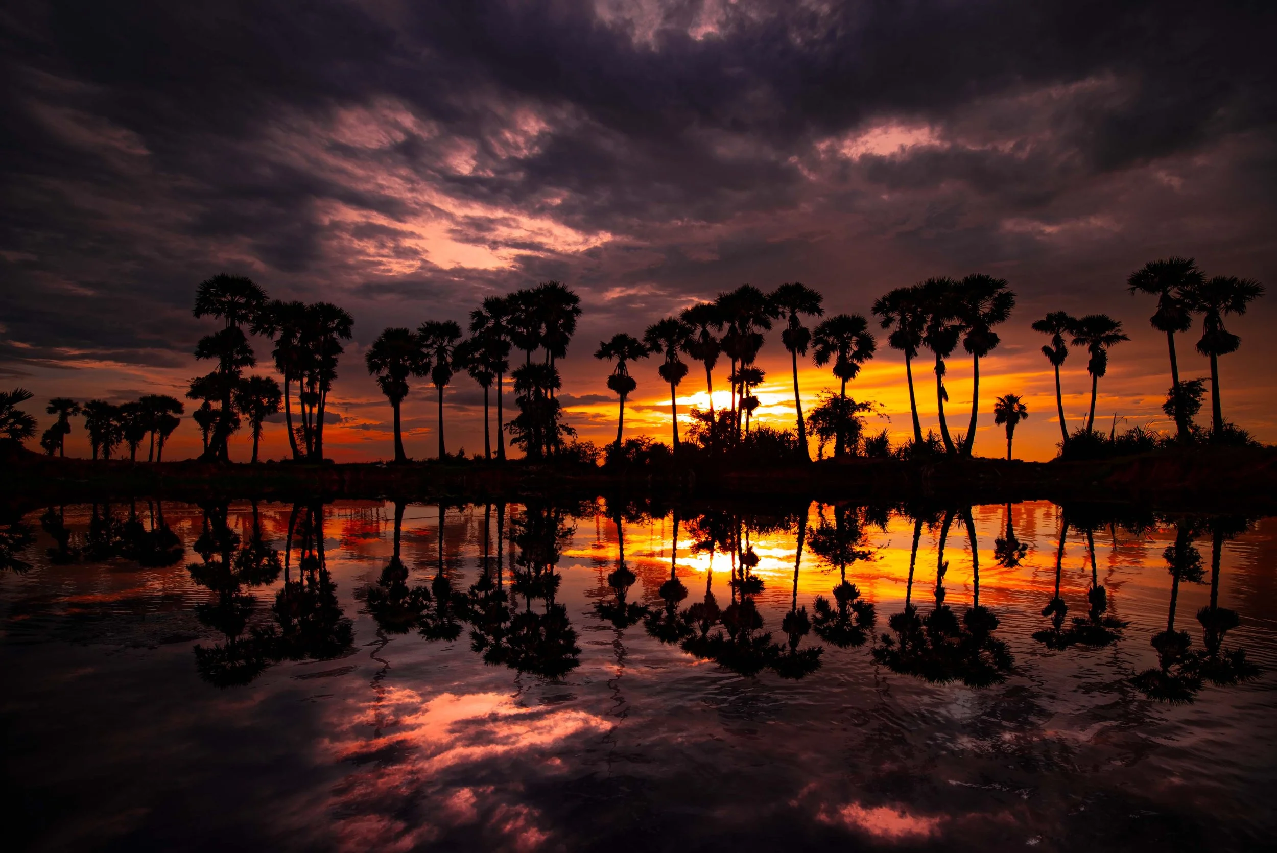 Sunset over a line of palm trees reflected in a river with dark clouds in the sky.