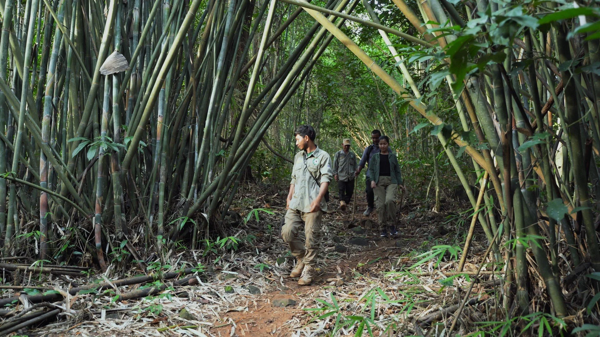 A group of four people walking through a dense bamboo forest, surrounded by tall green bamboo stalks and leafy foliage.
