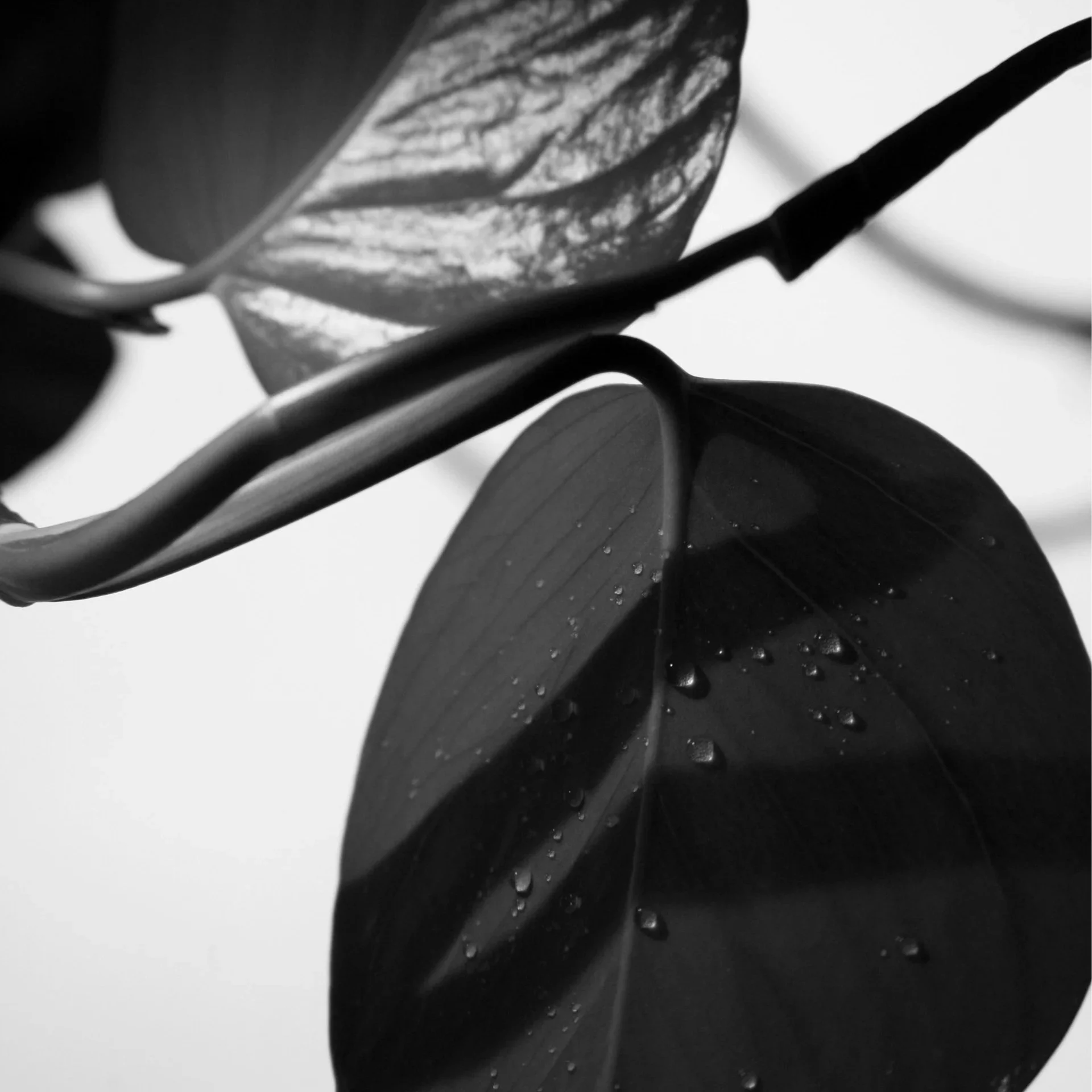 Close-up of dark leaves with water droplets on a plain background.