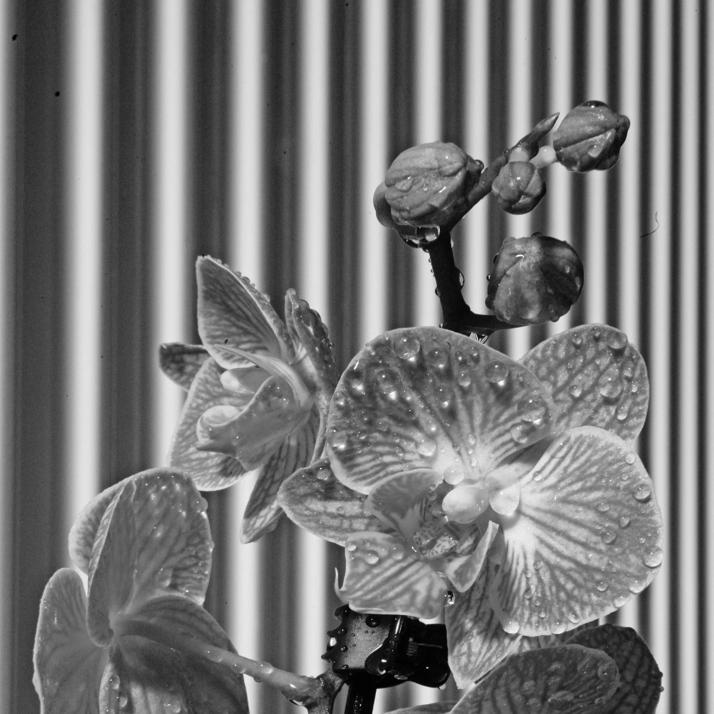 Black and white close-up photo of orchids with dew droplets on the petals against a striped background.