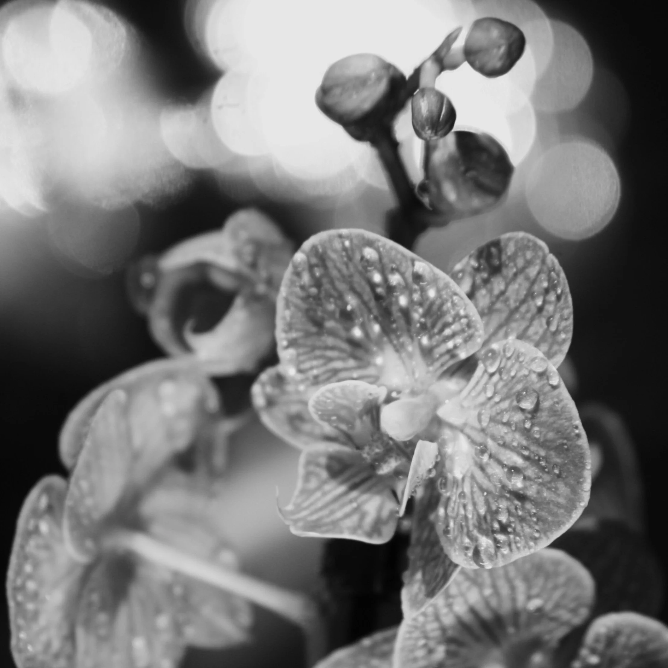 Close-up of a flowering plant with water droplets on the petals, black and white color.