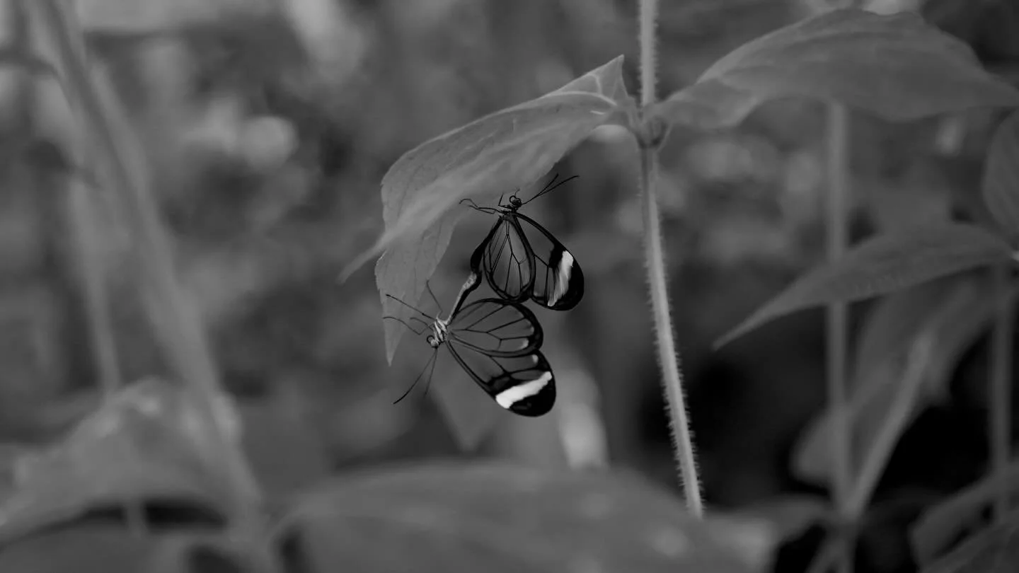 050426 &bull; Interlinked &bull; Taken on Sony