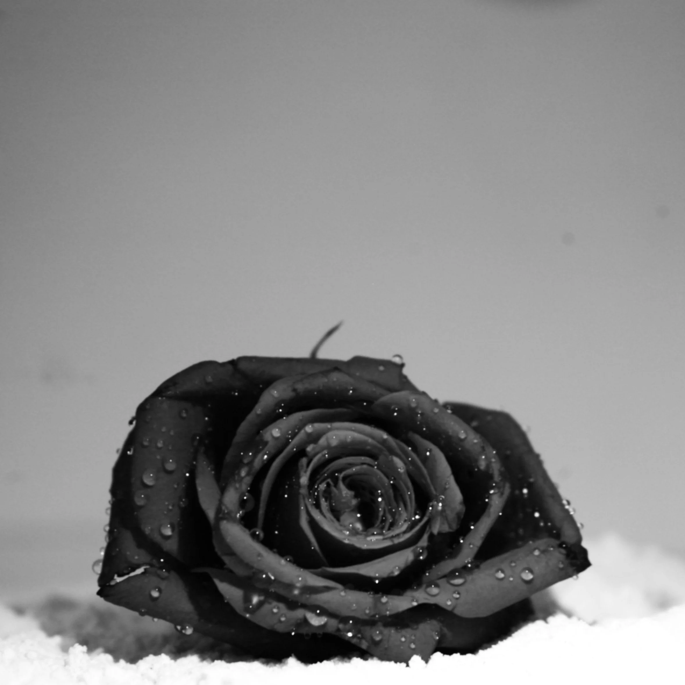 A black and white close-up of a rose with dew drops, lying on a textured surface with a plain background.