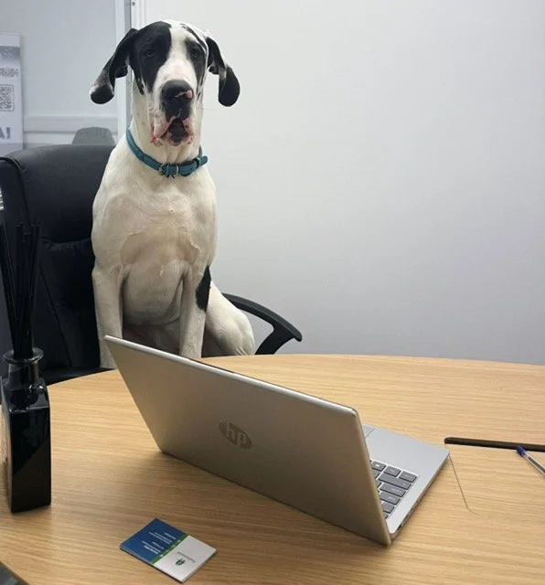 A dog sitting on an office chair behind a desk with a laptop, a pen, and a card, in a plain office setting.