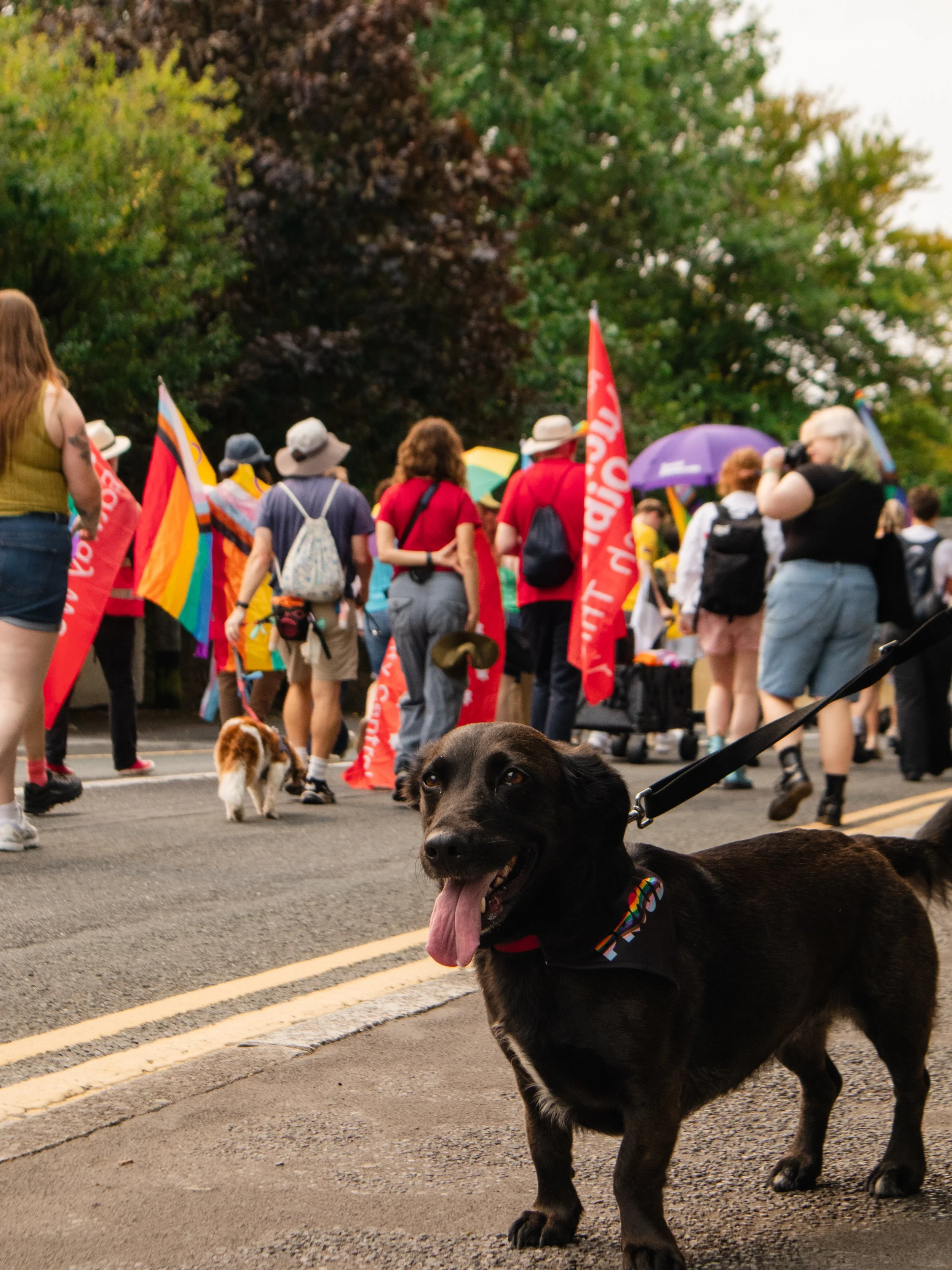 A black dog with a rainbow-colored bandana standing on a street during a pride parade, with people holding rainbow flags and colorful umbrellas in the background.