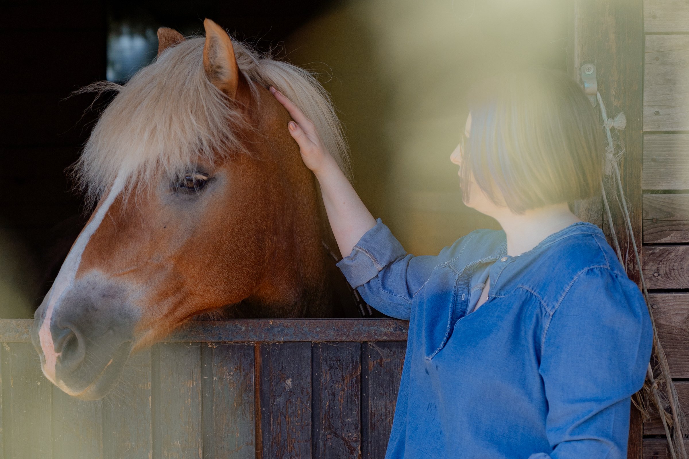 Energetische Arbeit am Pferd