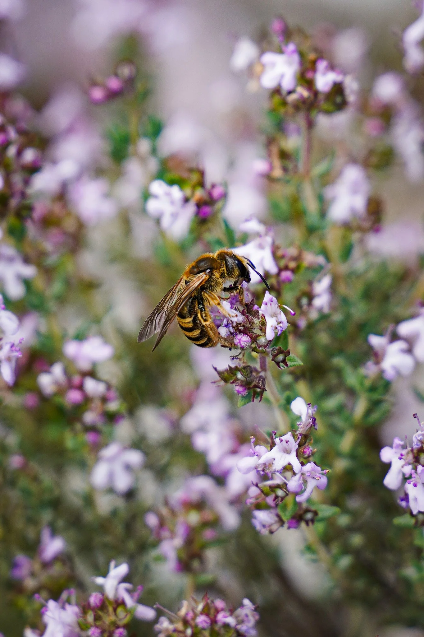 Une abeille récoltant du nectar sur des fleurs de thym