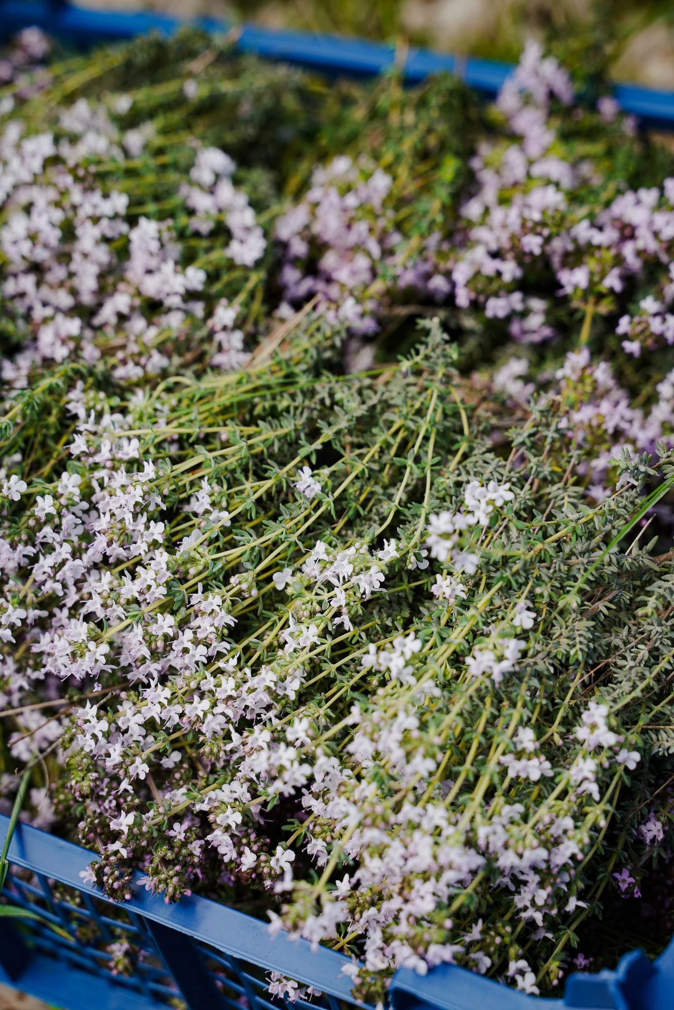 Fleurs de thym dans un panier en plastique bleu.