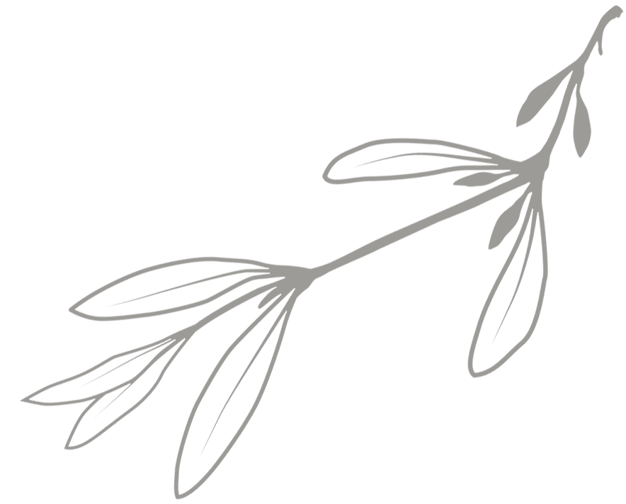 Illustration de feuilles dobione en gris clair sur fond noir.