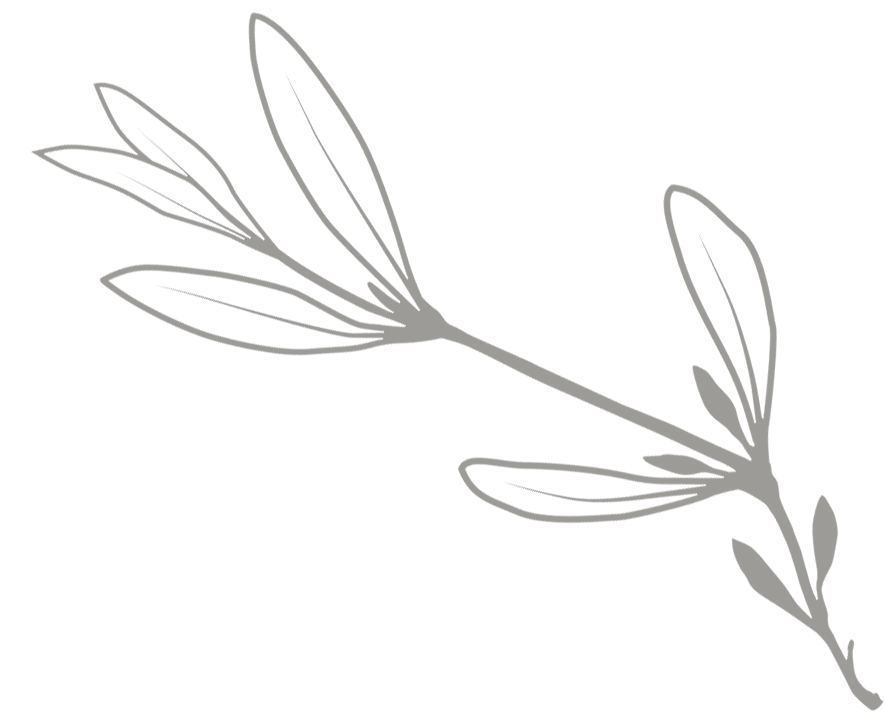 Silhouette d'une branche d'obione avec des feuilles longues et étroites sur un fond noir.