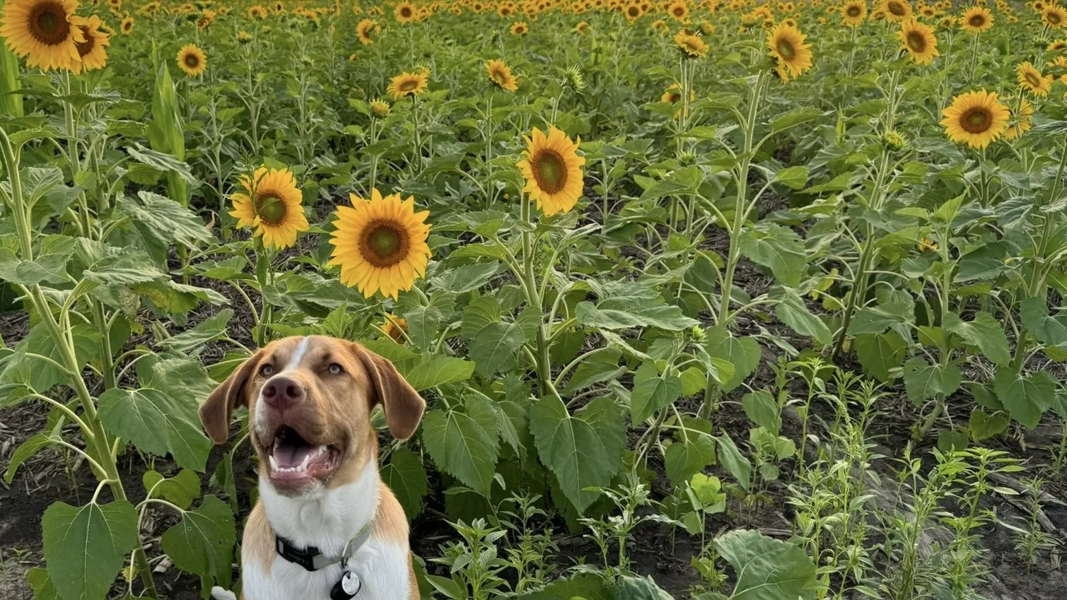 Springing Towards Sunnier Weather