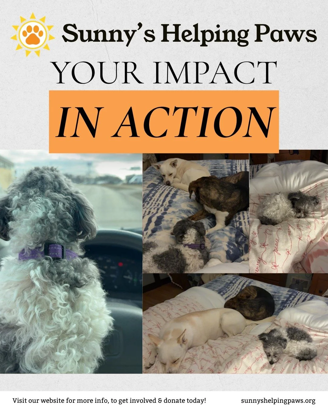 While her person received care, Gracie found a home away from home with Amanda and her pack. New friendships, a warm place to rest, and plenty of care along the way.

We&rsquo;re so grateful to our volunteers who make moments like this possible.

Hel