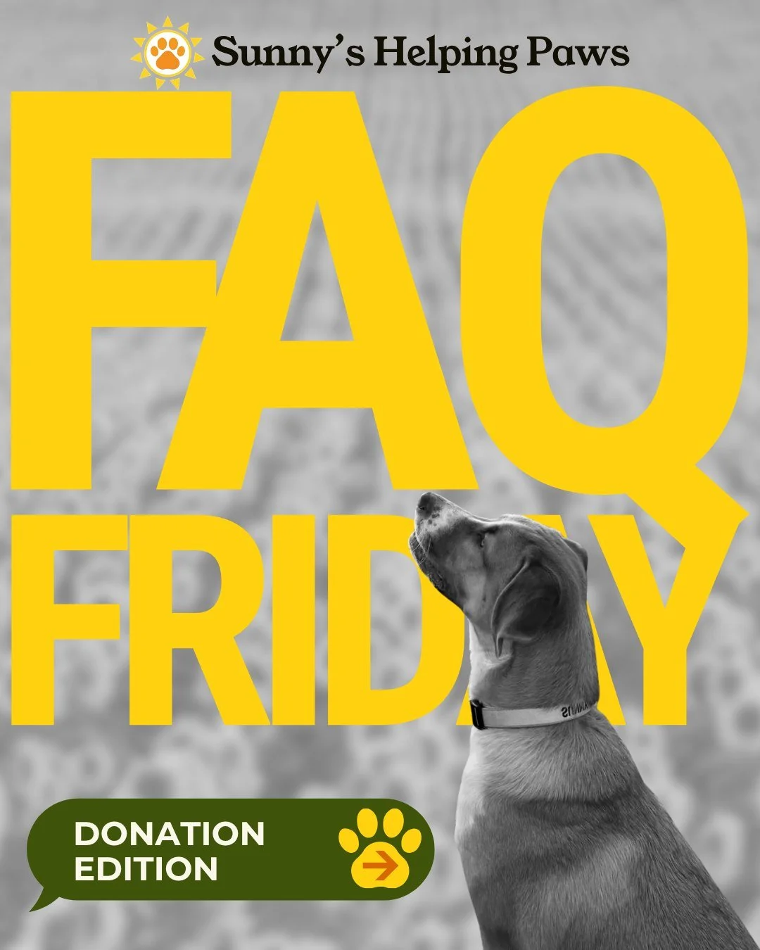 FAQ Friday, donations edition!

This month, we&rsquo;ve answered a few common questions about where donations go, why fundraising matters for a volunteer-run nonprofit, and more! 

We&rsquo;re also excited to share that we&rsquo;re so close to reachi
