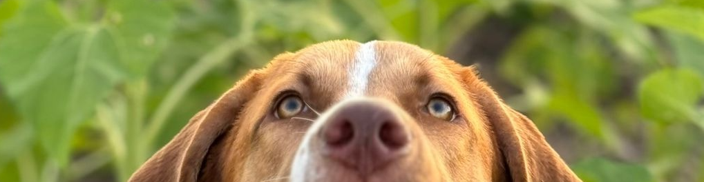 Close-up of a brown dog's face with green outdoors in the background.