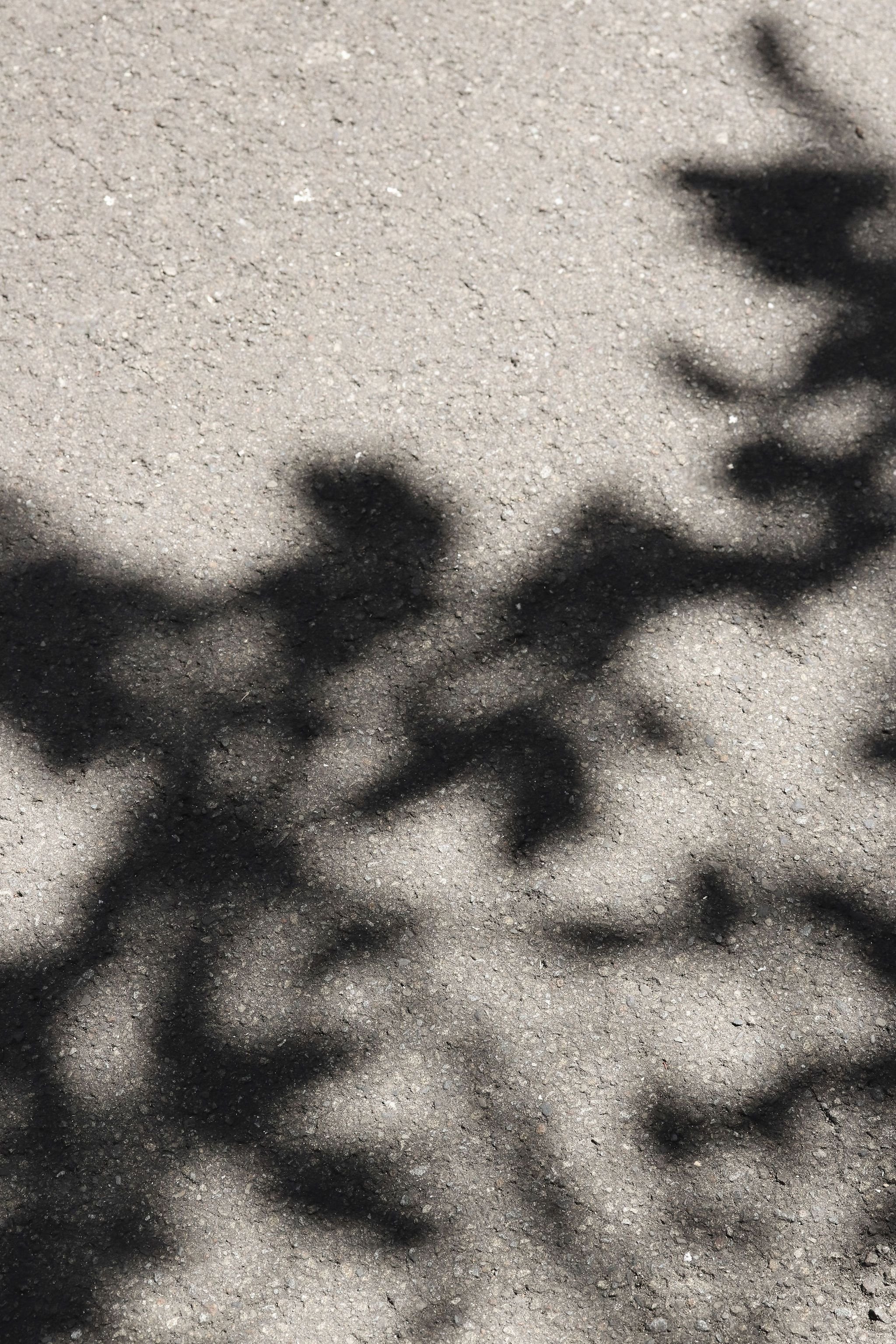 Shadows of tree branches cast on a ground surface made of dirt and small rocks.