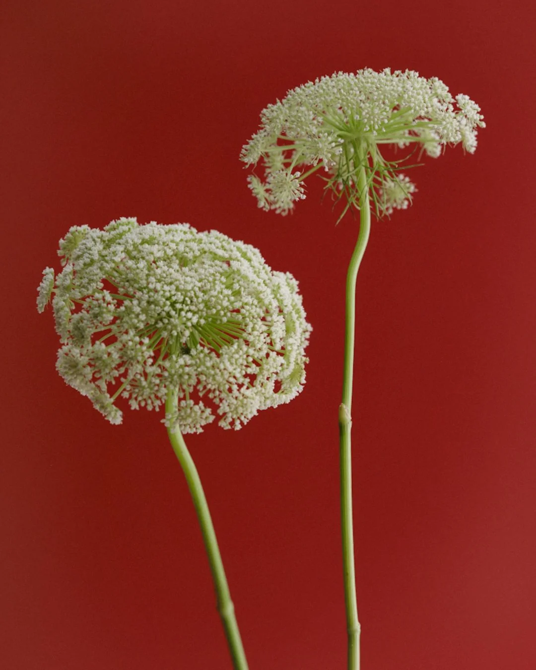 Two white flowering plants with round clusters of tiny flowers on long green stems against a red background.