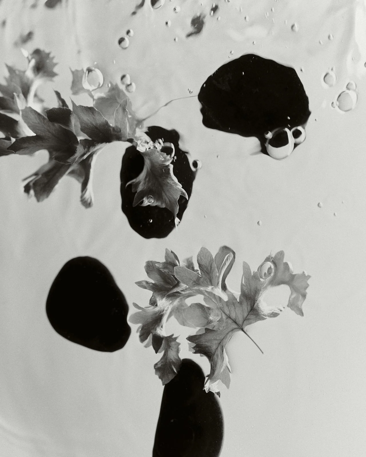 Black and white photograph of grapes, grape leaves, and bubbles in water.