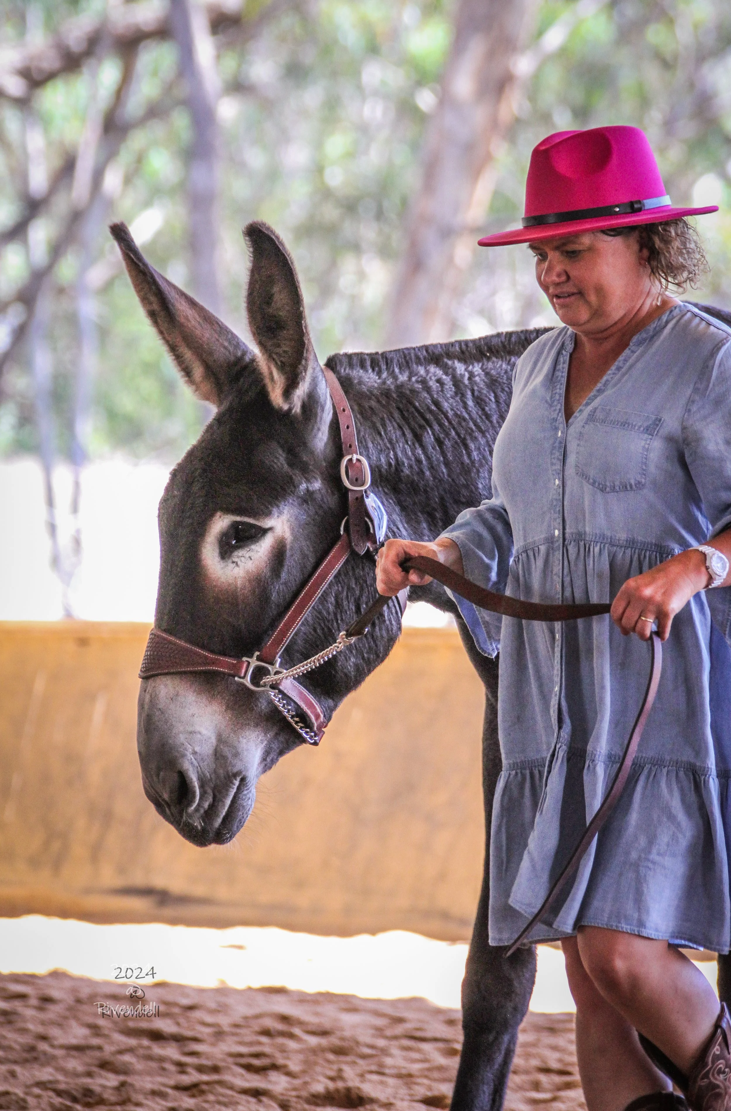 A woman wearing a pink hat and a light blue dress holds a lead rope attached to a dark coloured American Mammoth donkey, in a covered arena.