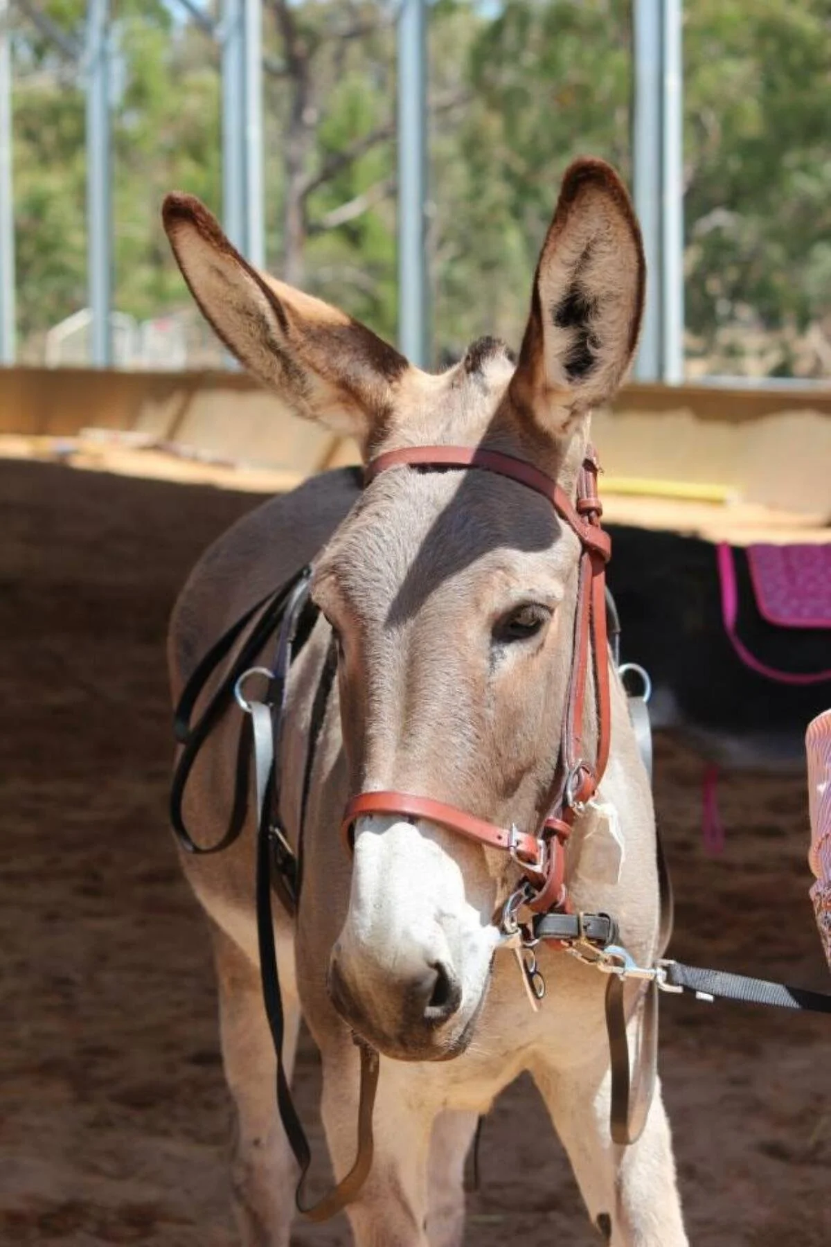 A small gray dun donkey with a leather halter standing in an arena.