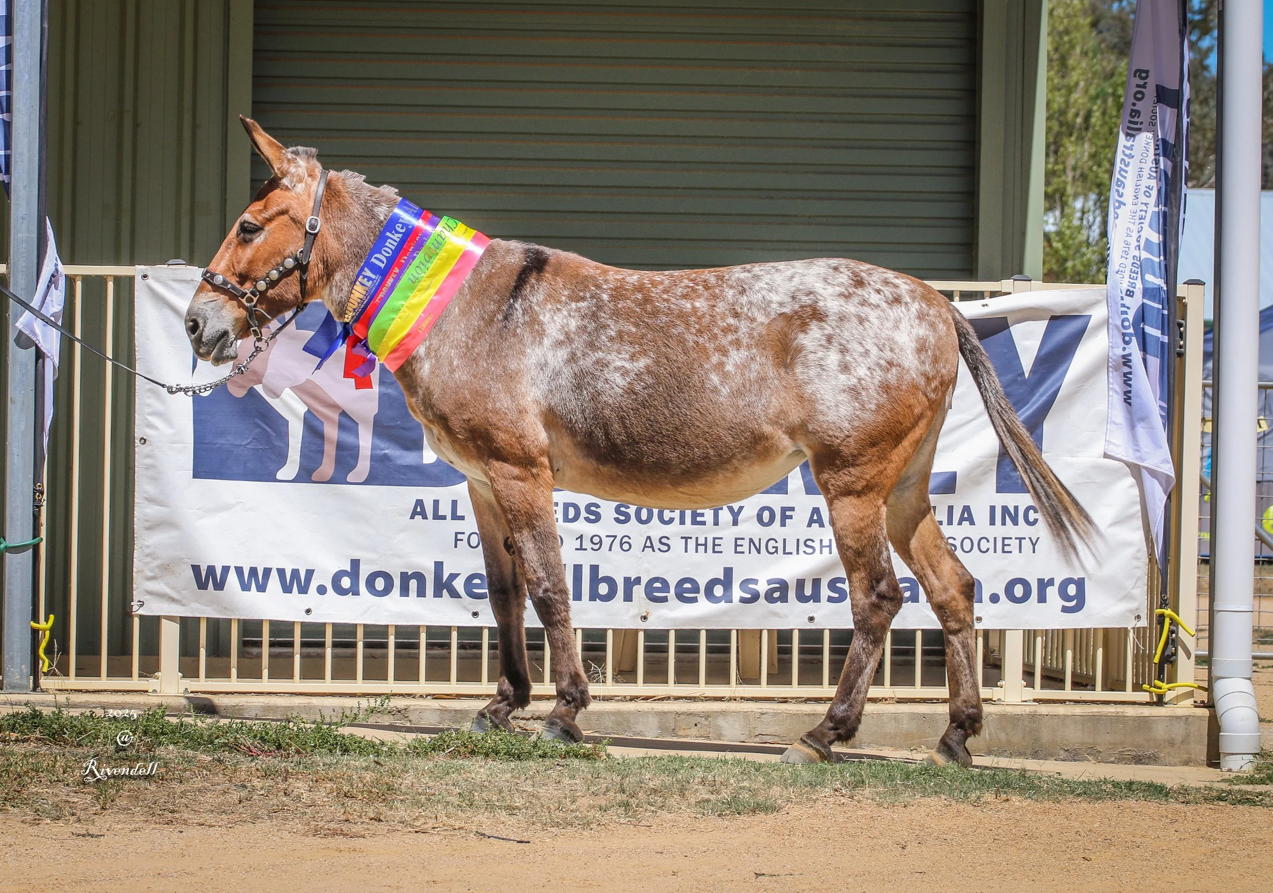 A brown and white dappled mule standing in front of a banner that reads 'The All Breeds Society of Australia'. The mule has a multicolored ribbon around its neck and is wearing a bridle.