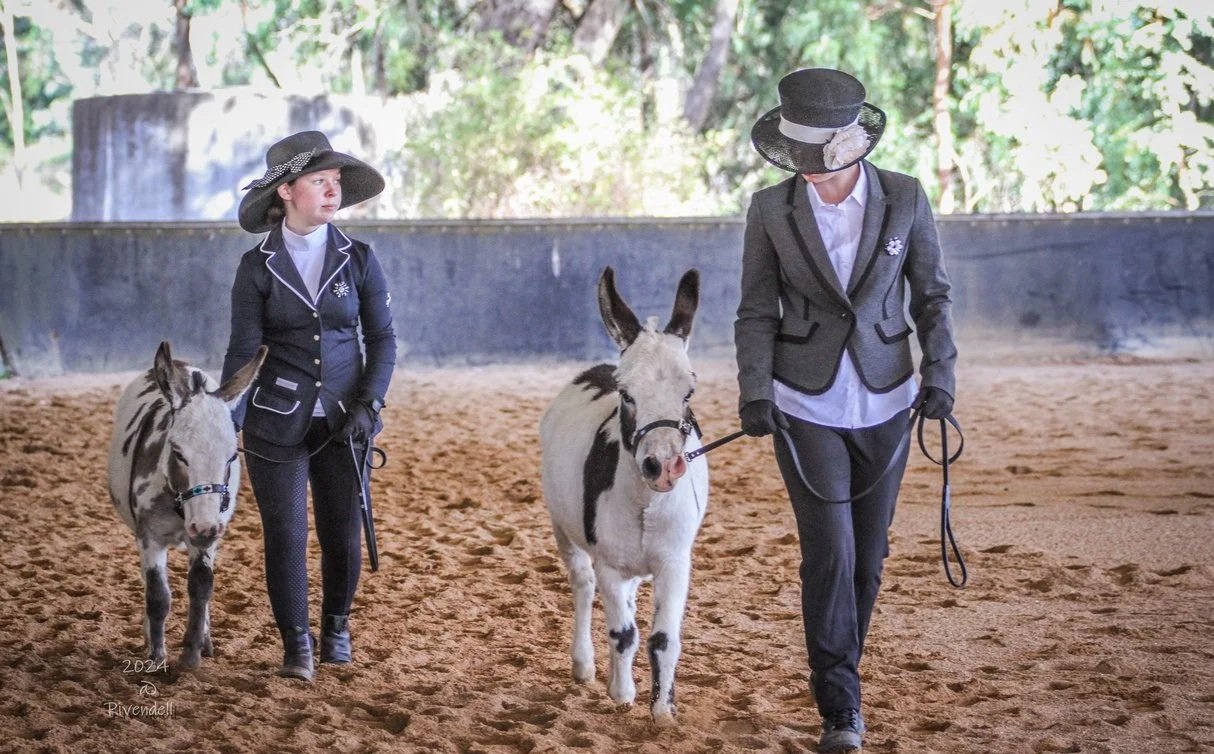 Two girls, dressed in formal show attire, lead miniature donkeys in an indoor arena. The arena has a dirt floor and trees can be seen in the background.