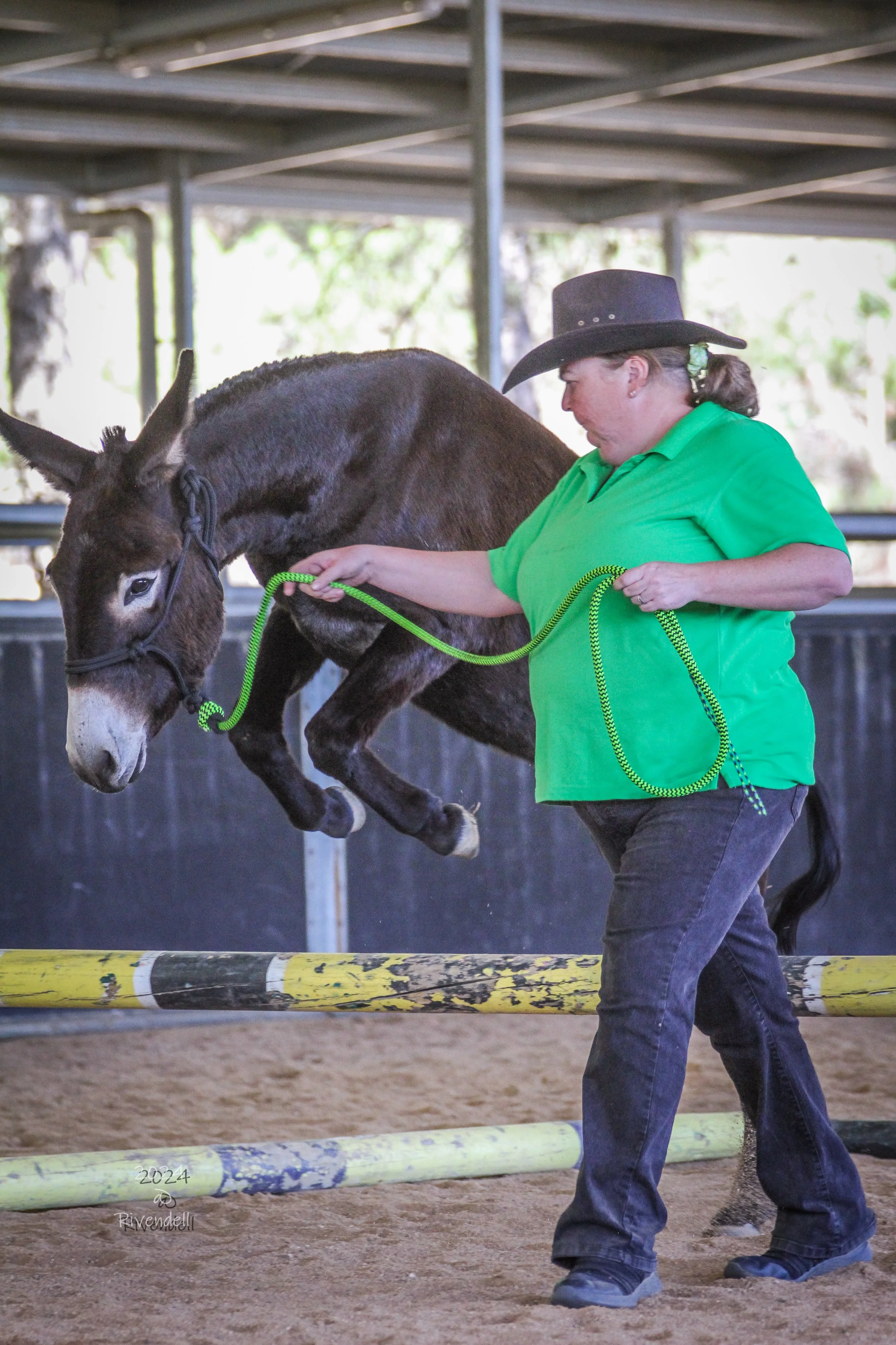 A dark brown donkey with light points jumps over a standing jump, led by a woman in a green shirt and black hat.