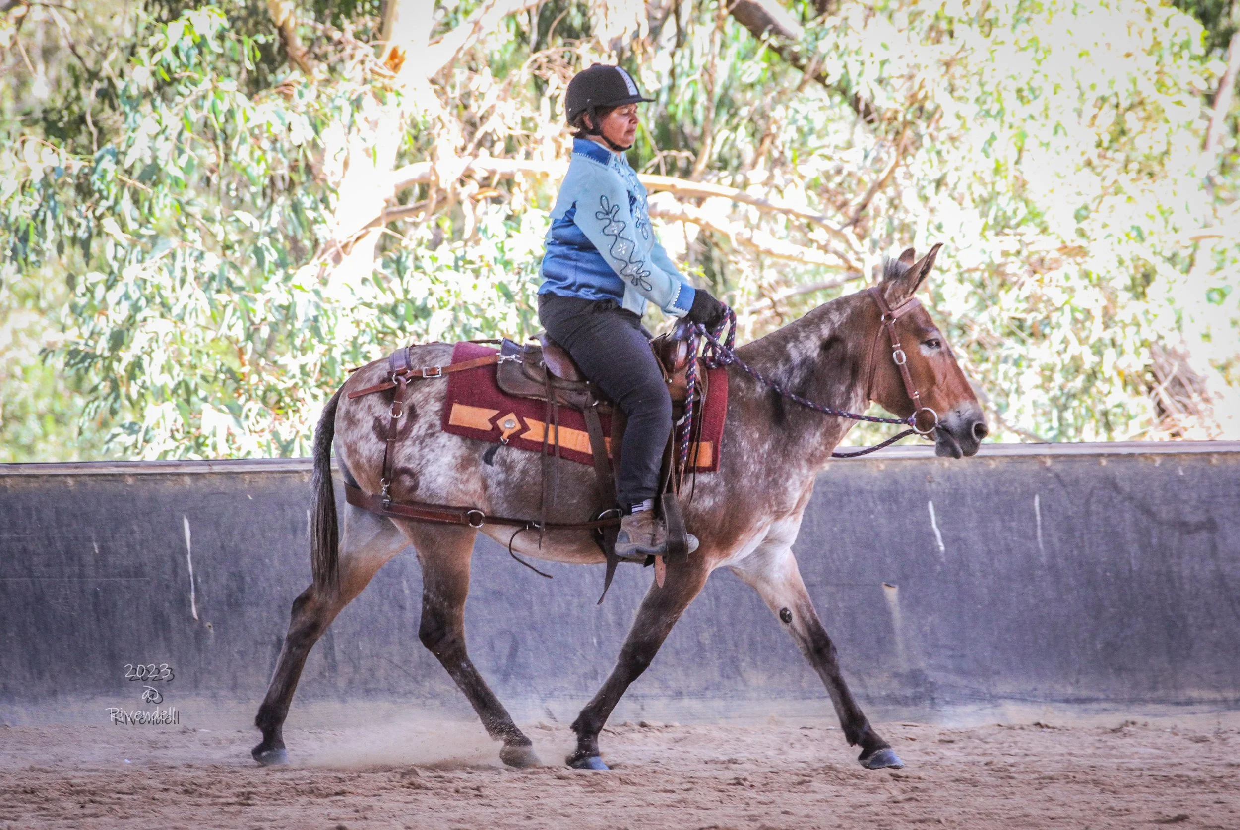 A person riding a brown and white mule in an indoor riding arena with a dirt floor and a black wall. The rider is wearing a black helmet, blue jacket, black pants, and gloves, and is holding the reins as the mule walks.