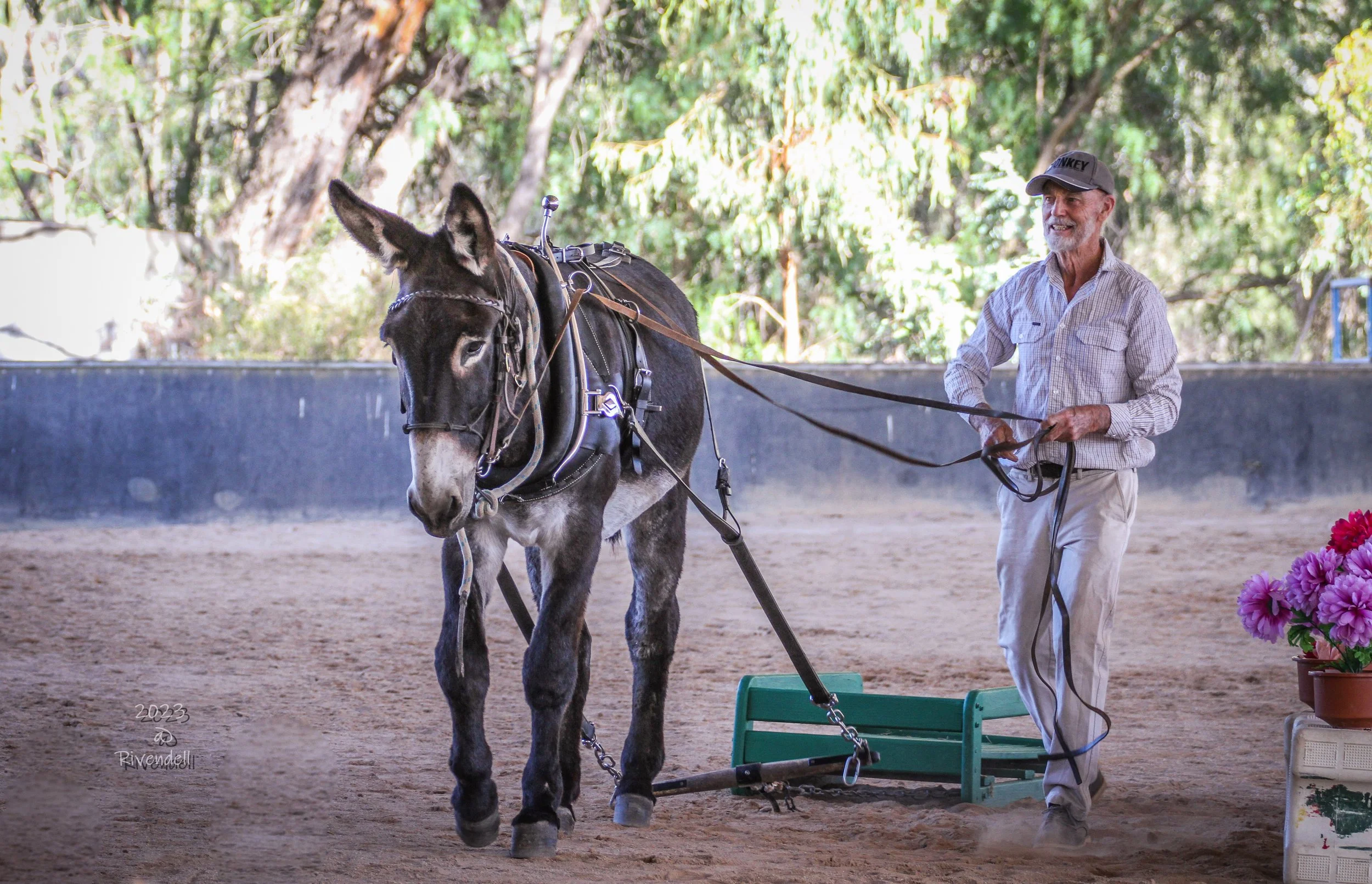 A man participates in the farm-slide event at the 2023 DABSA National Show. A mammoth donkey pulls a green farm slide around a flower covered obstacle while being long-reined.