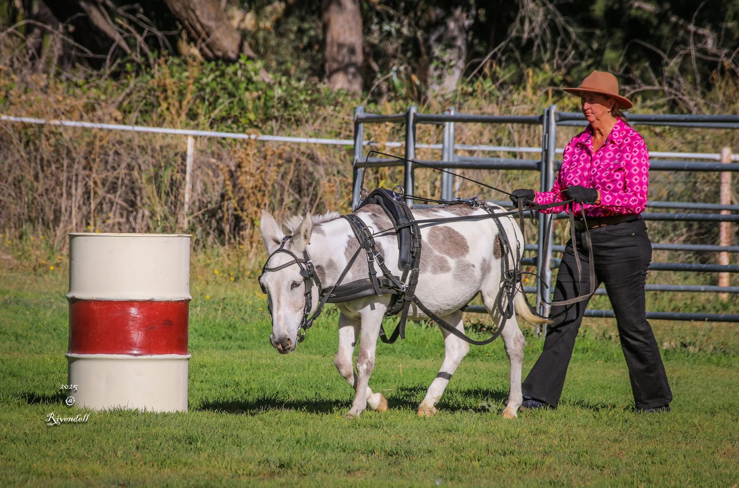 A woman in a pink shirt, black pants, and a wide-brimmed hat long-reins a donkey with brown spots in a grassy outdoor area. The horse is harnessed and approaching a white and red barrel.