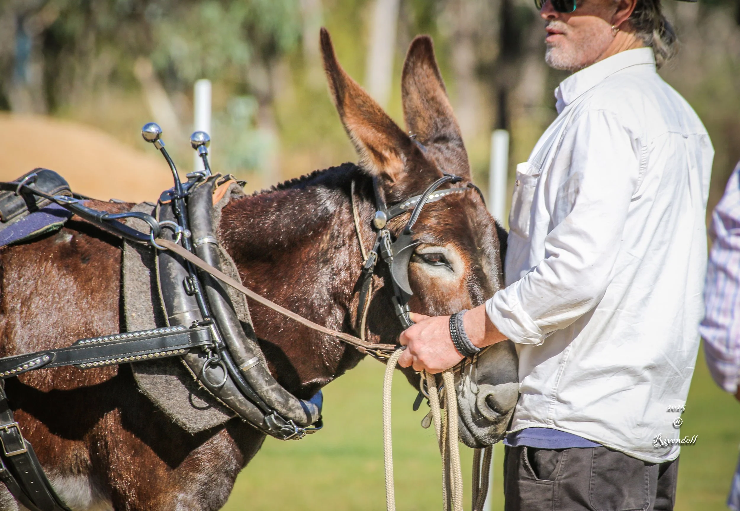 A man in a white shirt and sunglasses pats a brown donkey in harness in between show events. The donkey is outdoors on a sunny day.