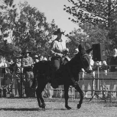 A woman riding a mule at an outdoor event with a crowd and trees in the background.