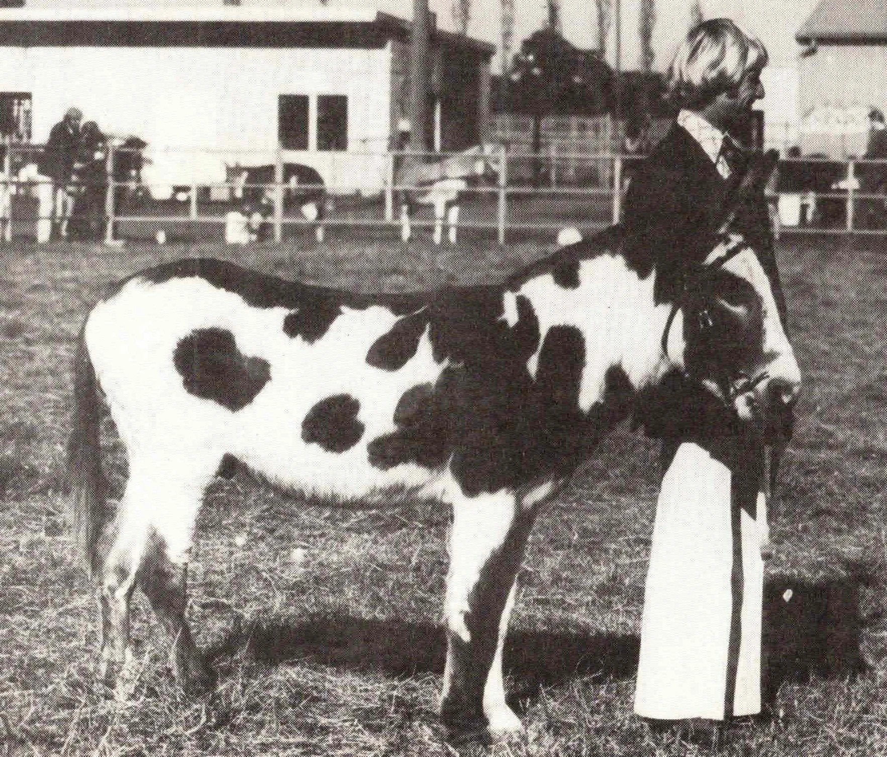 An old black and white photo of a person dressed in show attire, holding a coloured English/Irish donkey. They are in a fenced outdoor area, with buildings and other people in the background.