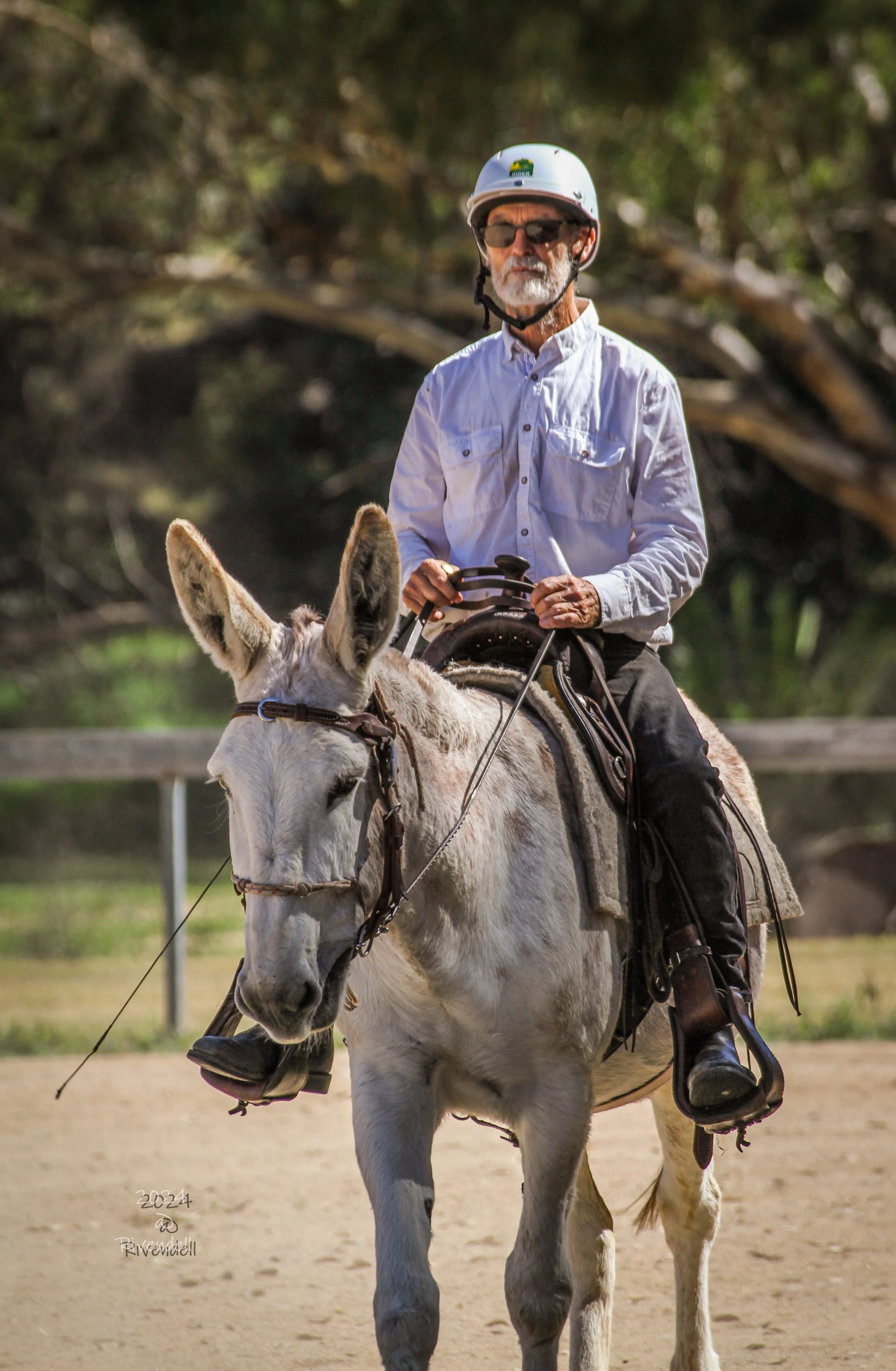 An older man with gray hair, beard, sunglasses, and a white shirt riding a white donkey with a saddle and reins in an outdoor setting with trees in the background.