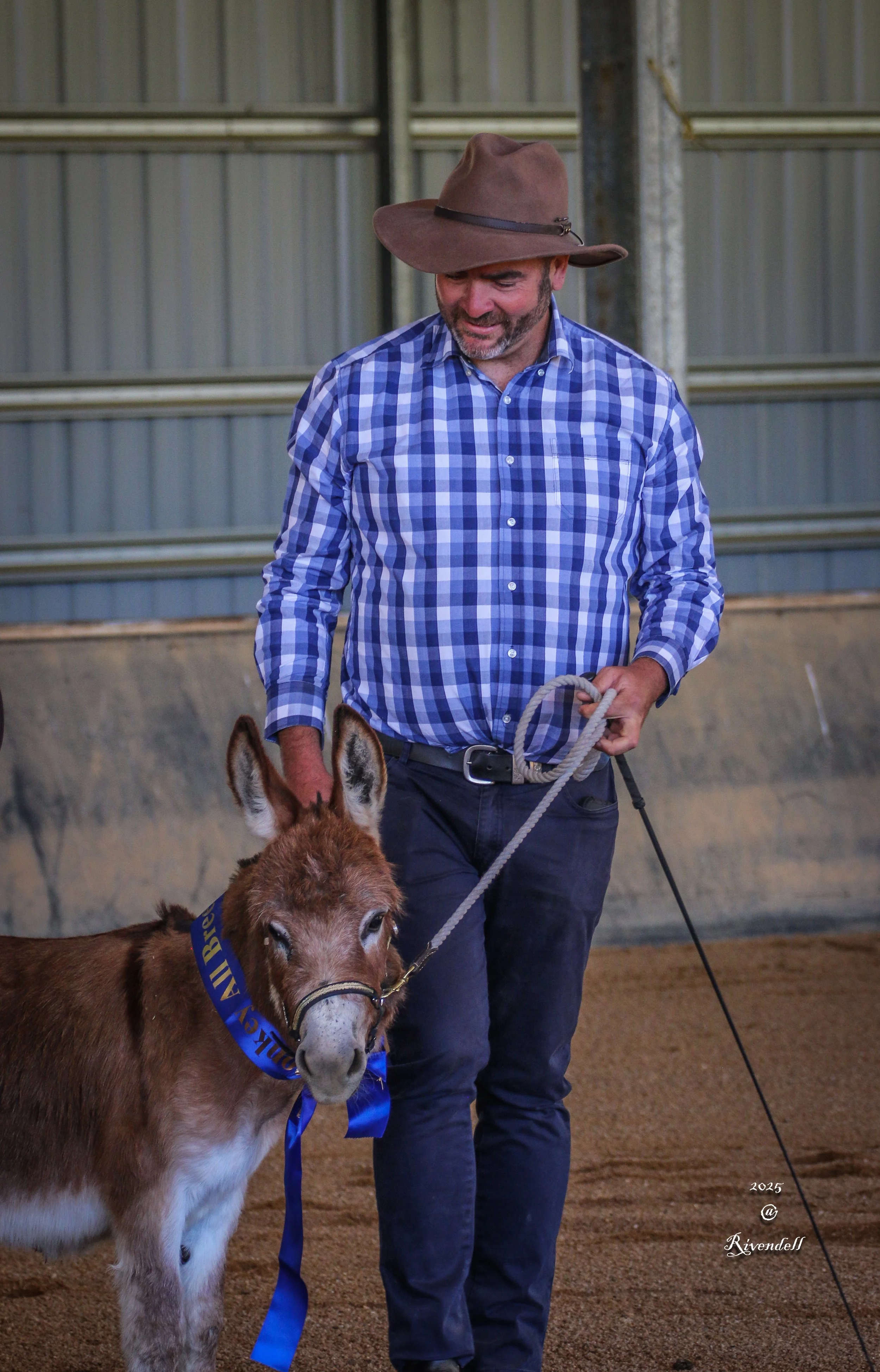 A man wearing a cowboy hat and a blue plaid shirt holds a red miniature donkey with a blue ribbon around its neck in an indoor arena.