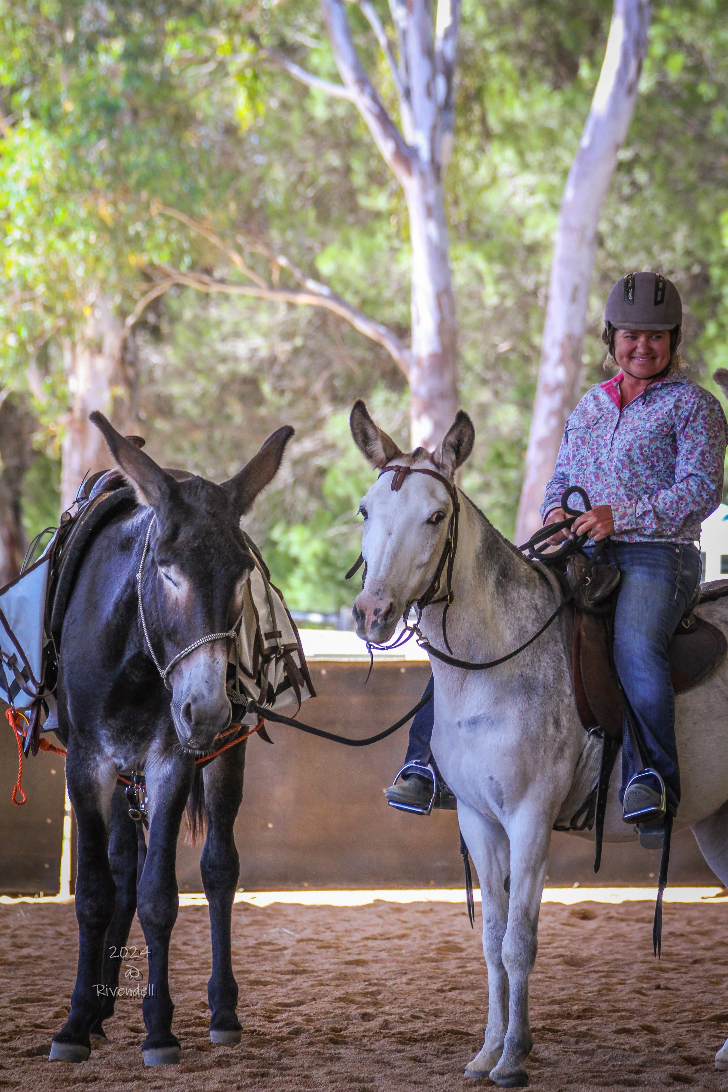 A woman wearing a helmet rides a gray mule while leading a brown American Mammoth donkey in an outdoor riding arena.