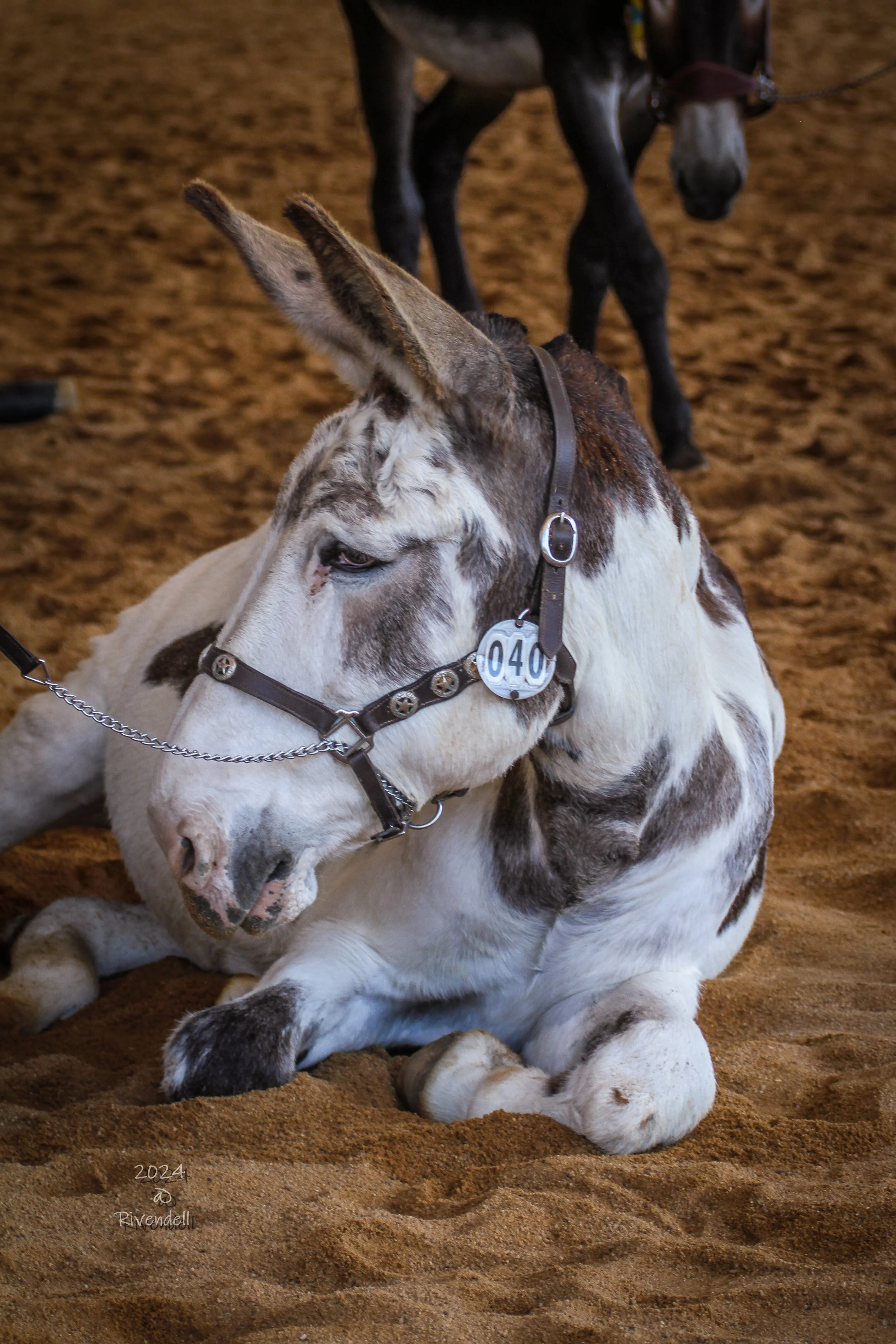 A white and brown spotted American Mammoth donkey lying down in an arena. It is wearing a halter and a round number tag and has a kind face.