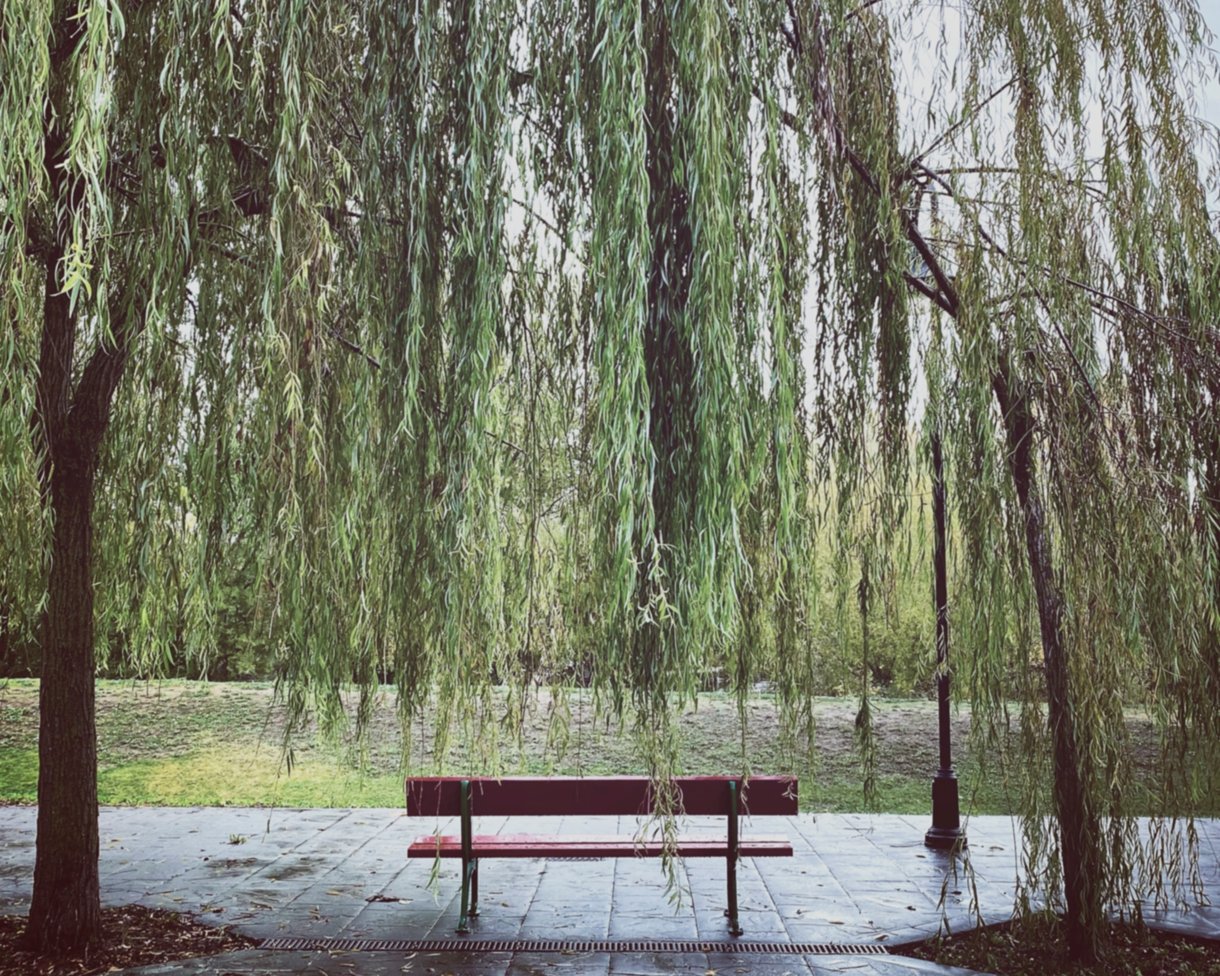 banco de parque debajo de un árbol de sauce con ramas colgantes y hojas verdes