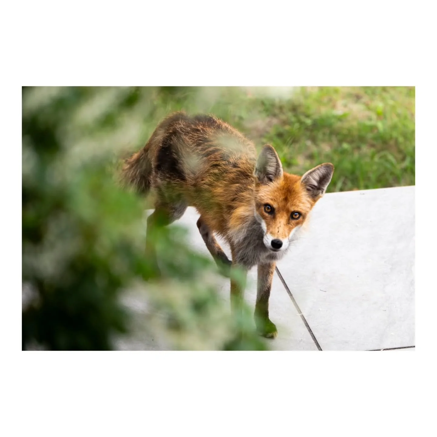 Having a fox claim your garden is a requirement for living in London
.
.
.
.
.
.
.
.

#lumix #photo #photography #animal #wildlife #wildlifephotography #digitalphoto #panasonic #s5iix #london