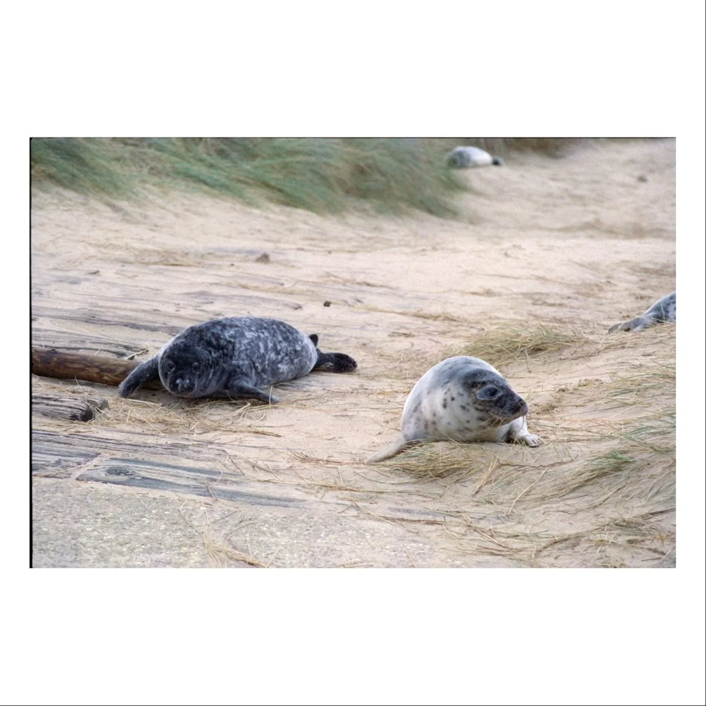 Seals on film
.
.
.
.
.
.
.
.
#wildlifephotography #seal #nikon #candido #photography