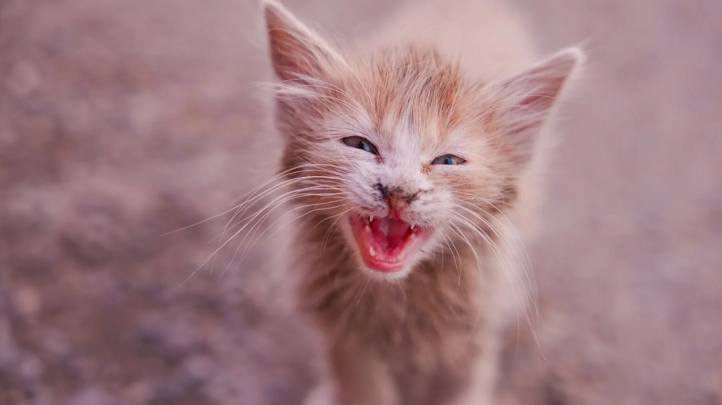 There are A LOT of cats in Marrakech 
.
.
.
.
.
.
.
#cat #photography #travelphotography📷 #lumix #morocco