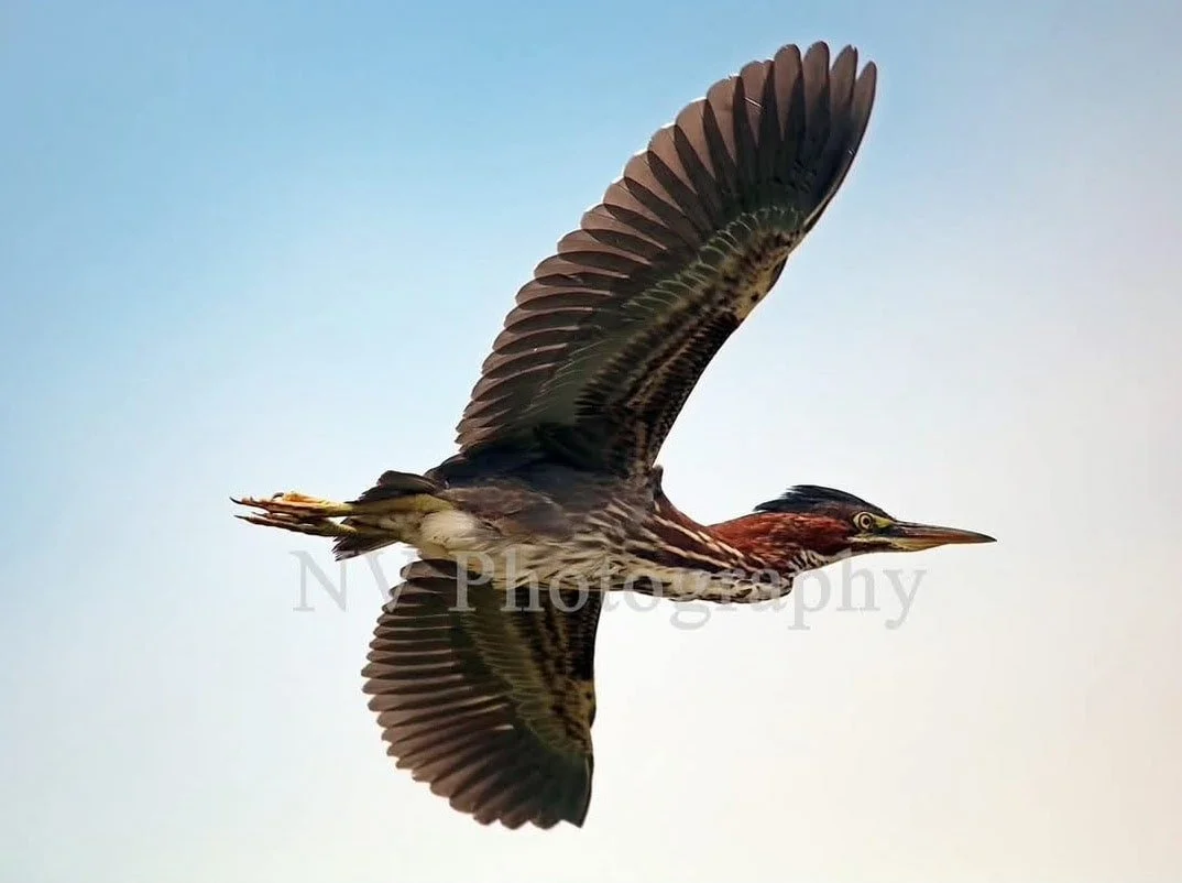 Photo of a bird flying in a blue sky by Nick Vanderzwet